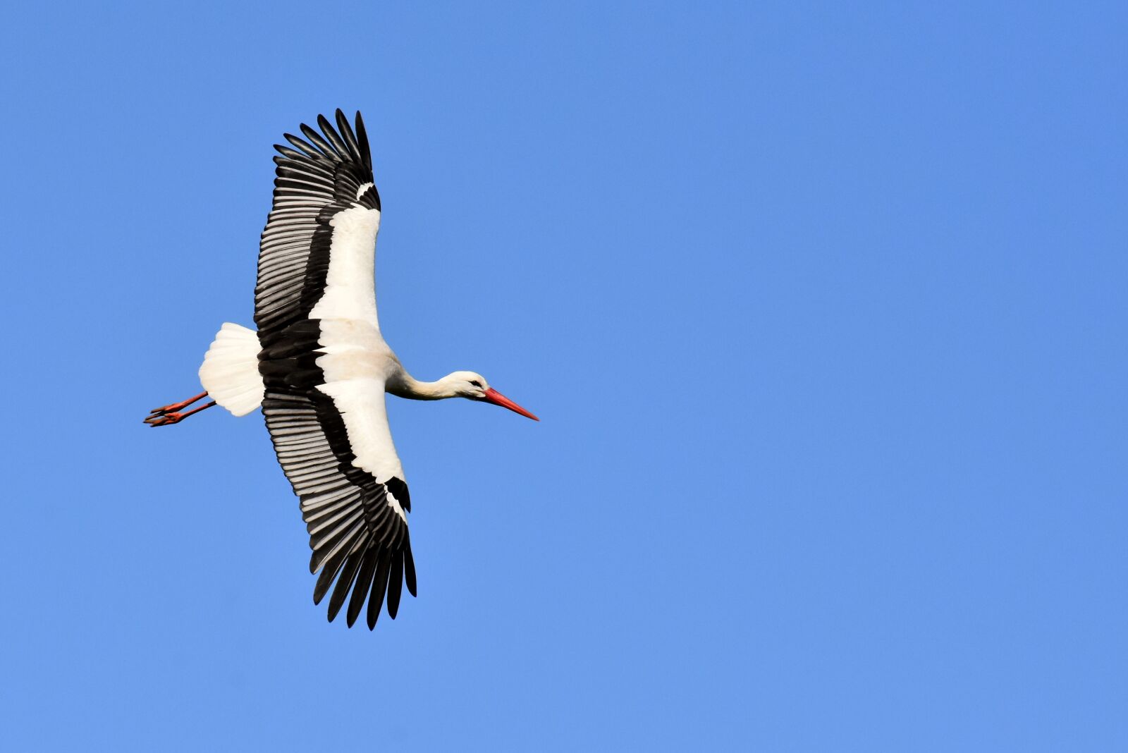 Nikon D7200 sample photo. Stork, flying, wing photography