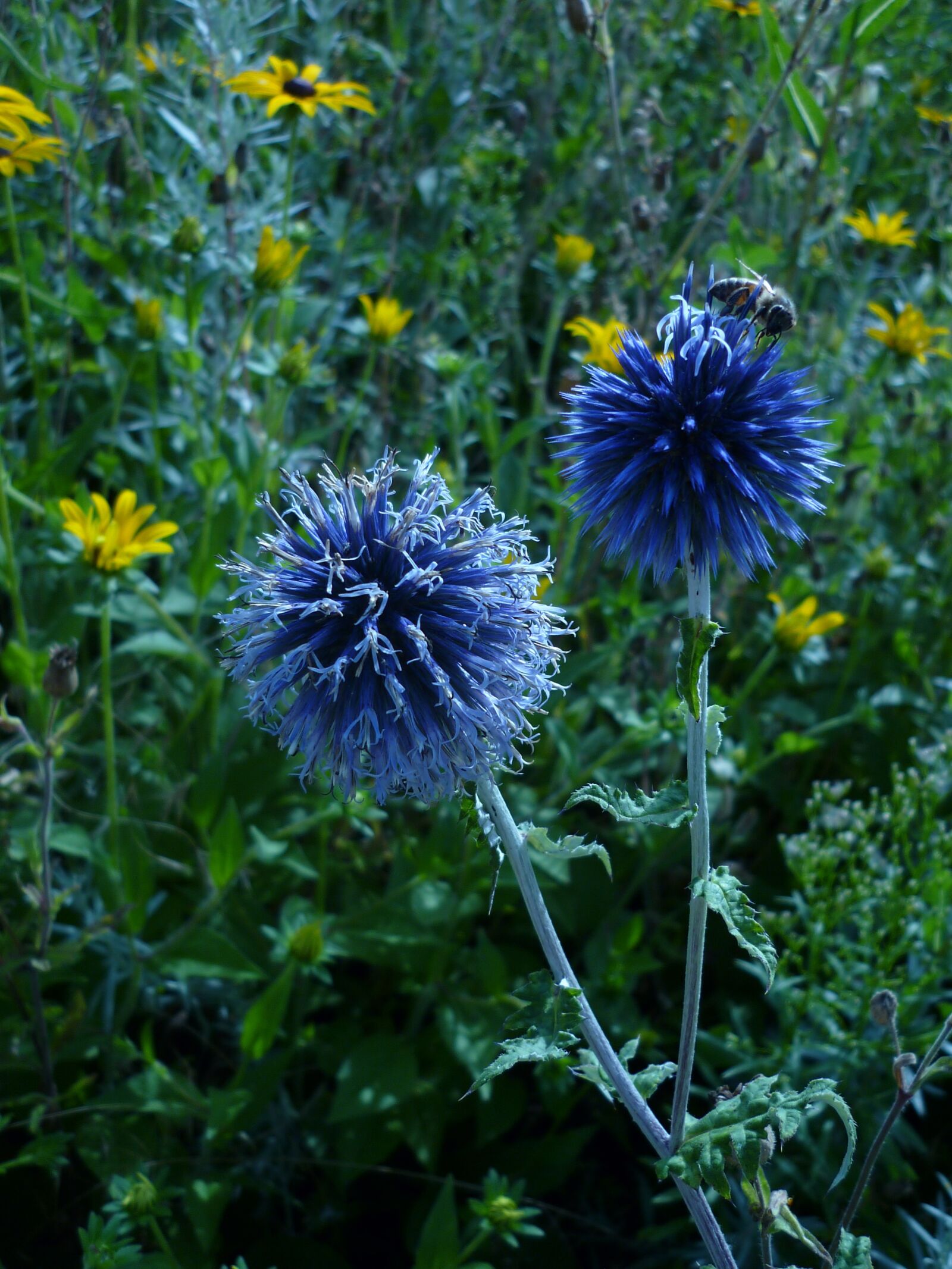 Panasonic Lumix DMC-FS6 sample photo. Flower, globe thistle, nature photography