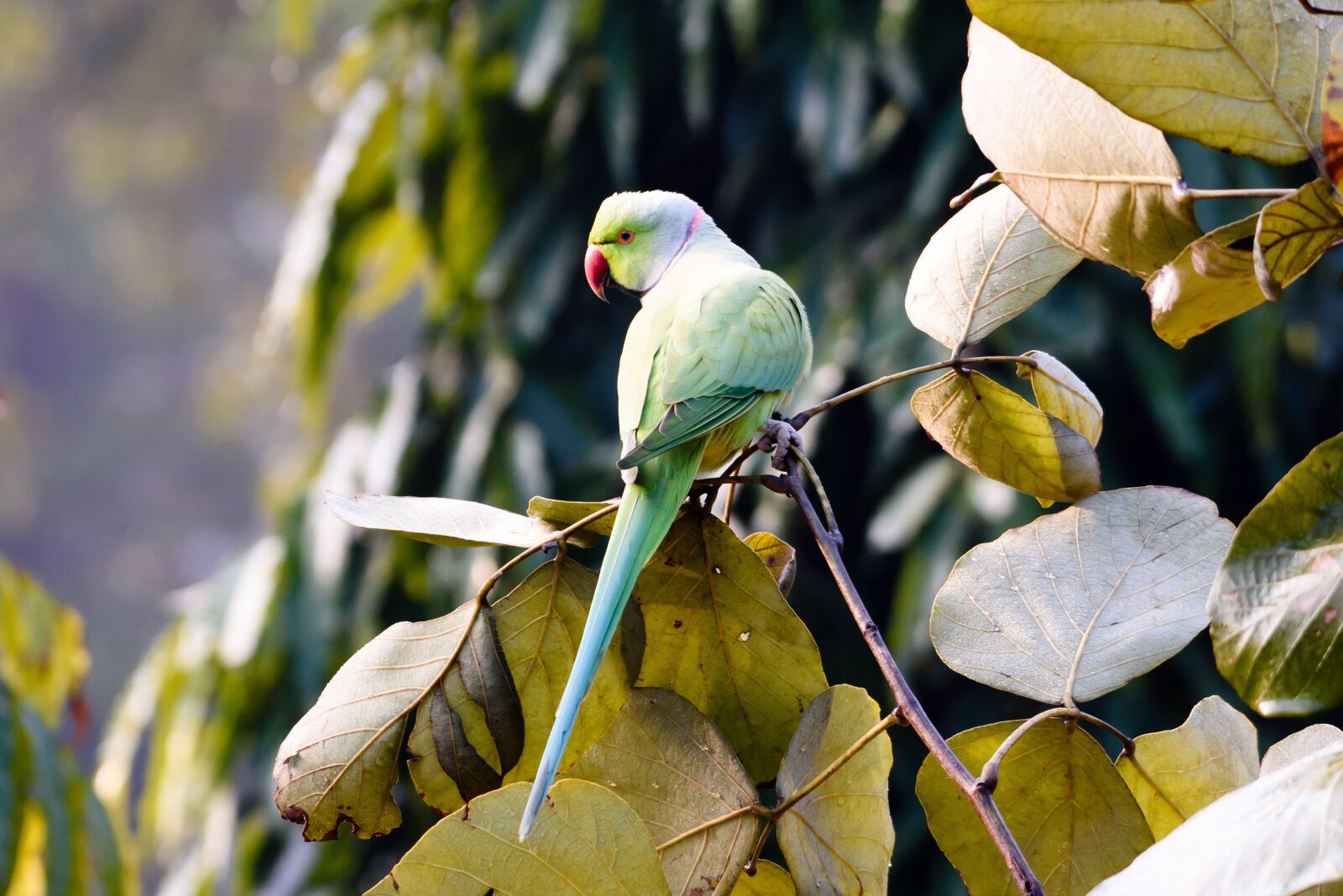 Nikon D7200 sample photo. Bird, parrot, animal photography