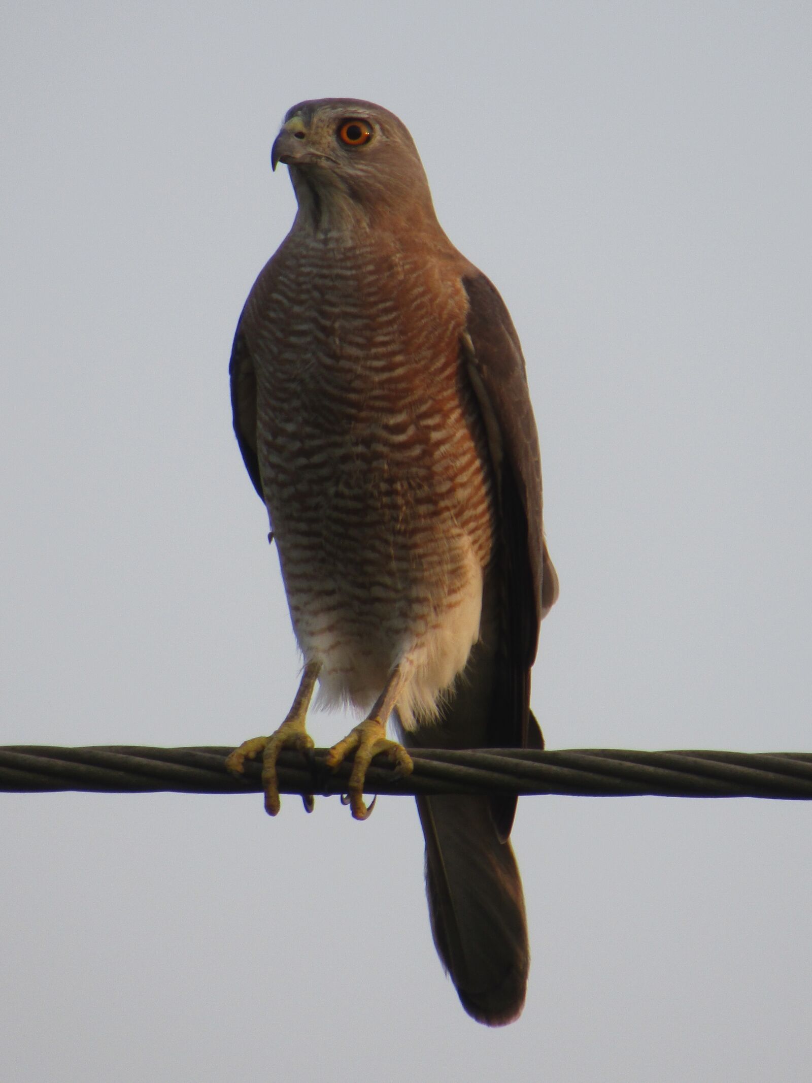 Canon POWERSHOT SX430 IS sample photo. Bird, shikra, eyes photography