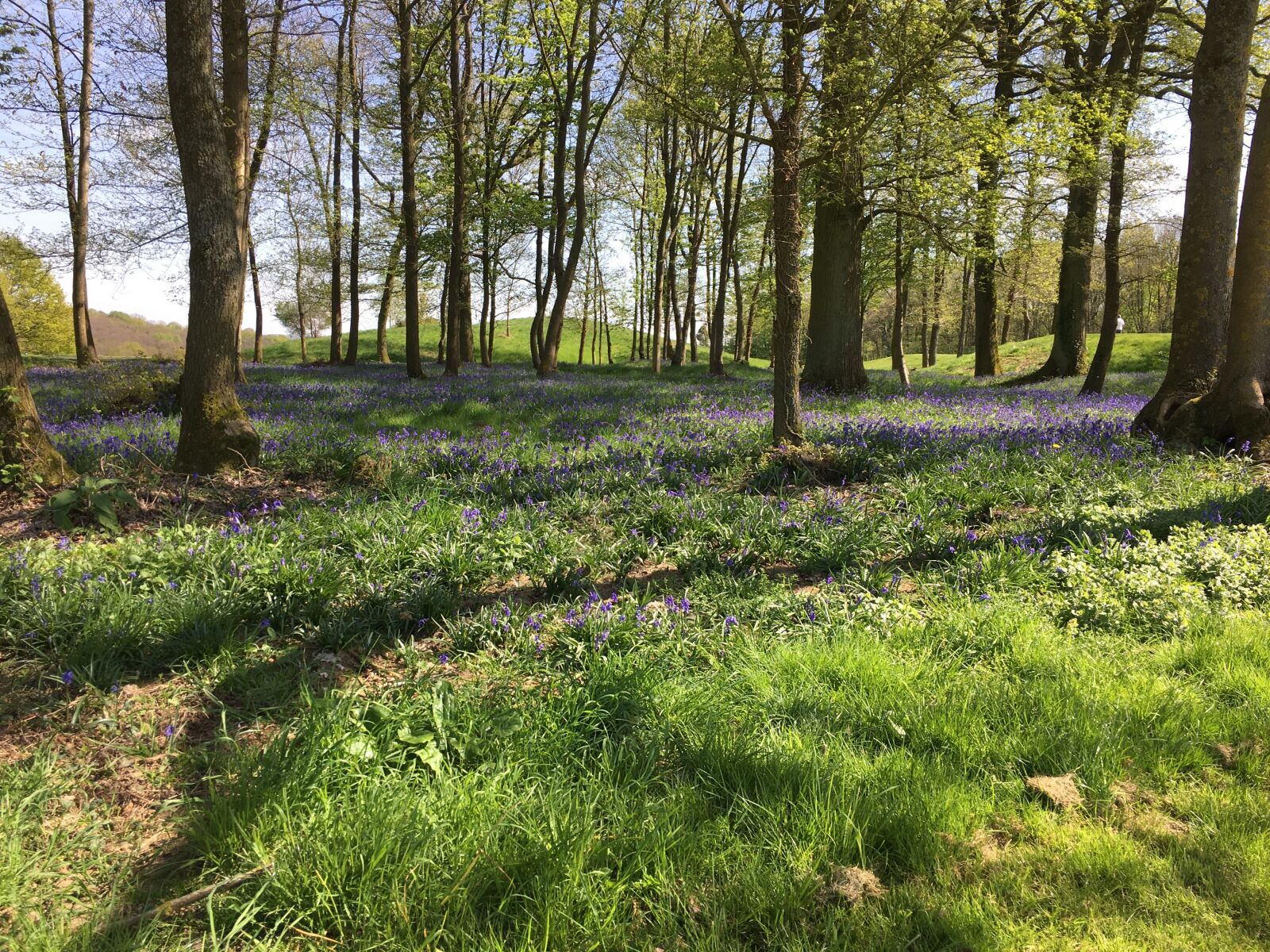 Apple iPhone 6s sample photo. Golf, forest, landscape photography