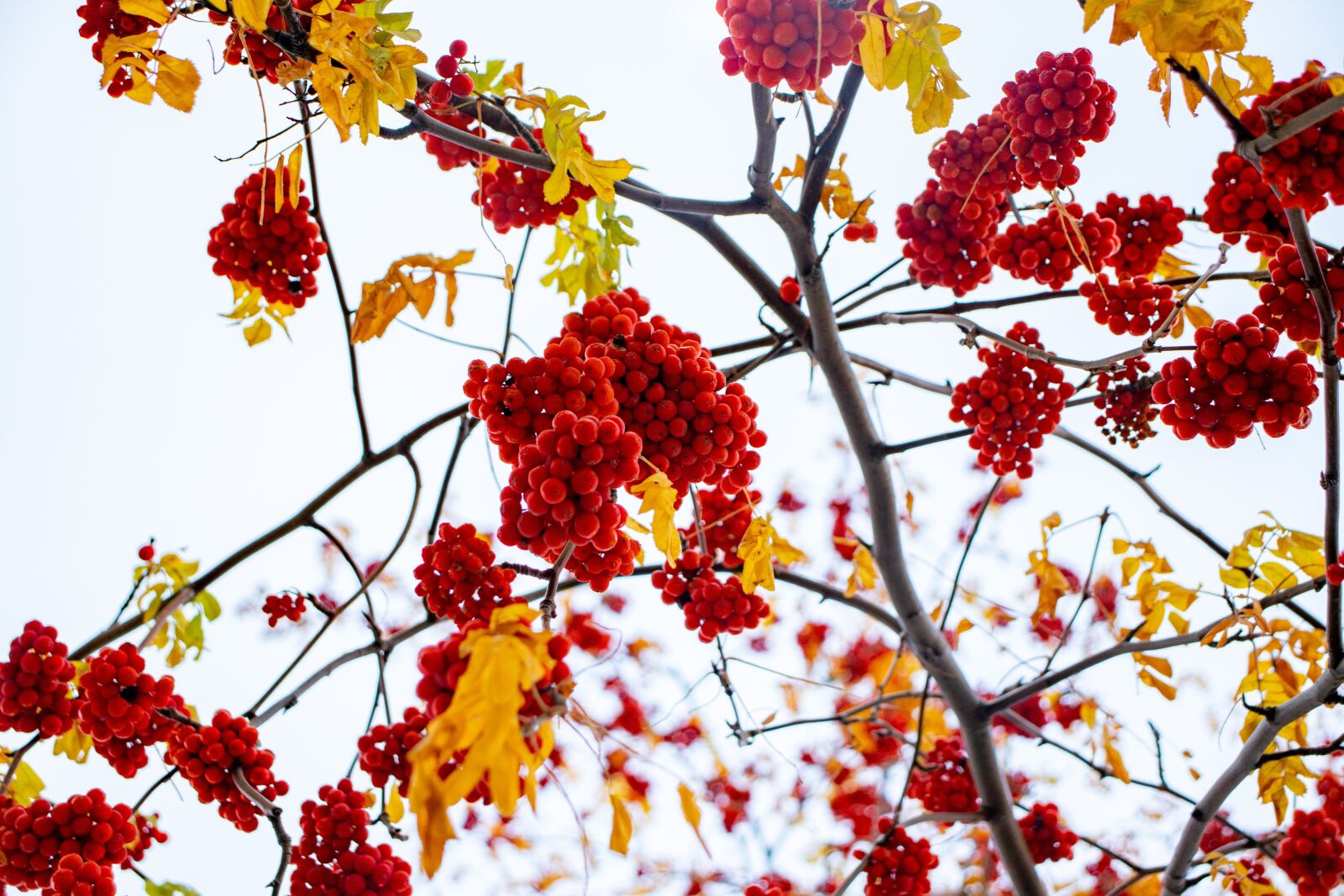 Canon EOS 200D (EOS Rebel SL2 / EOS Kiss X9) sample photo. Sky, berries, red photography
