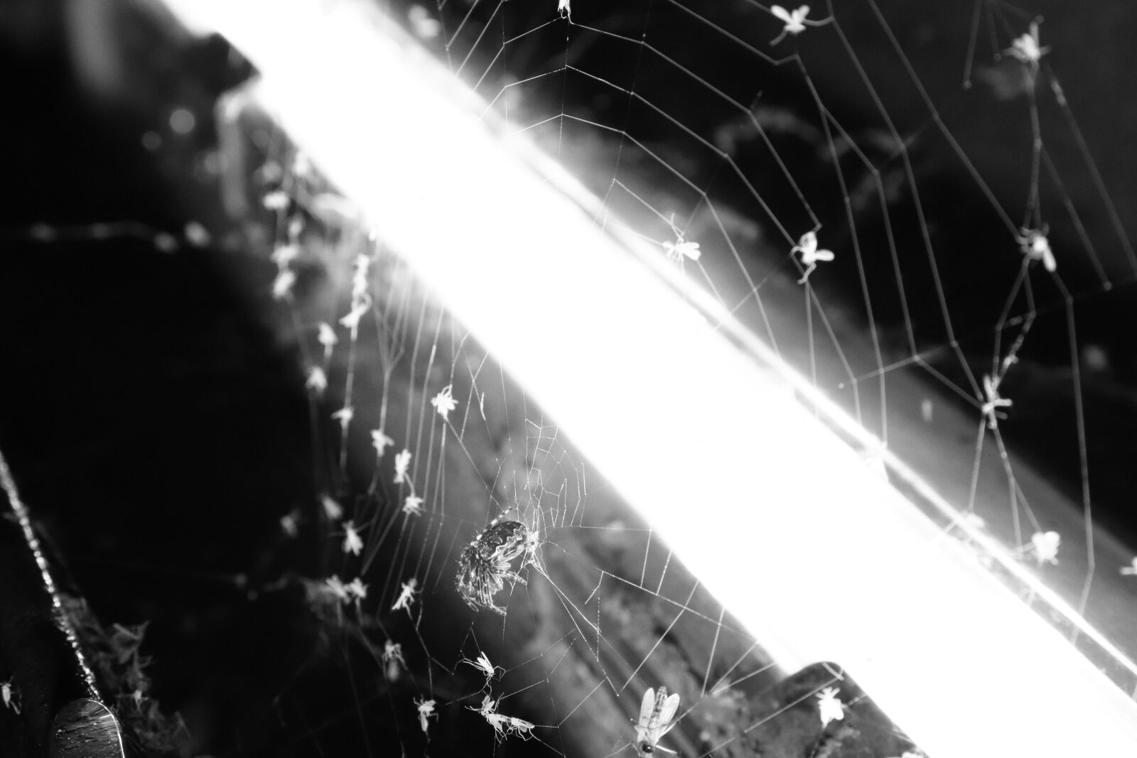 Canon EOS 200D (EOS Rebel SL2 / EOS Kiss X9) sample photo. Spider, black and white photography