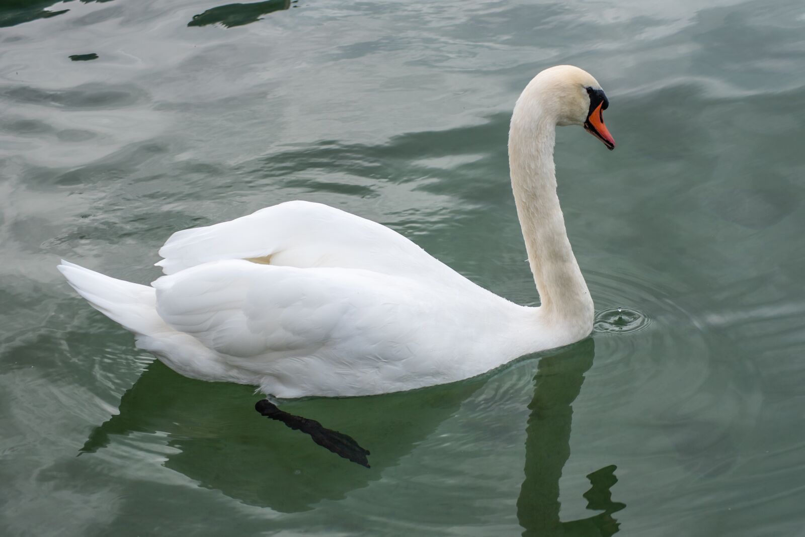 Nikon D750 sample photo. Swan, bird, water photography