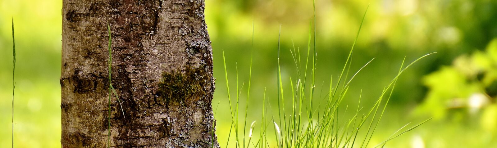 Nikon D7200 sample photo. Garden, tree, green photography