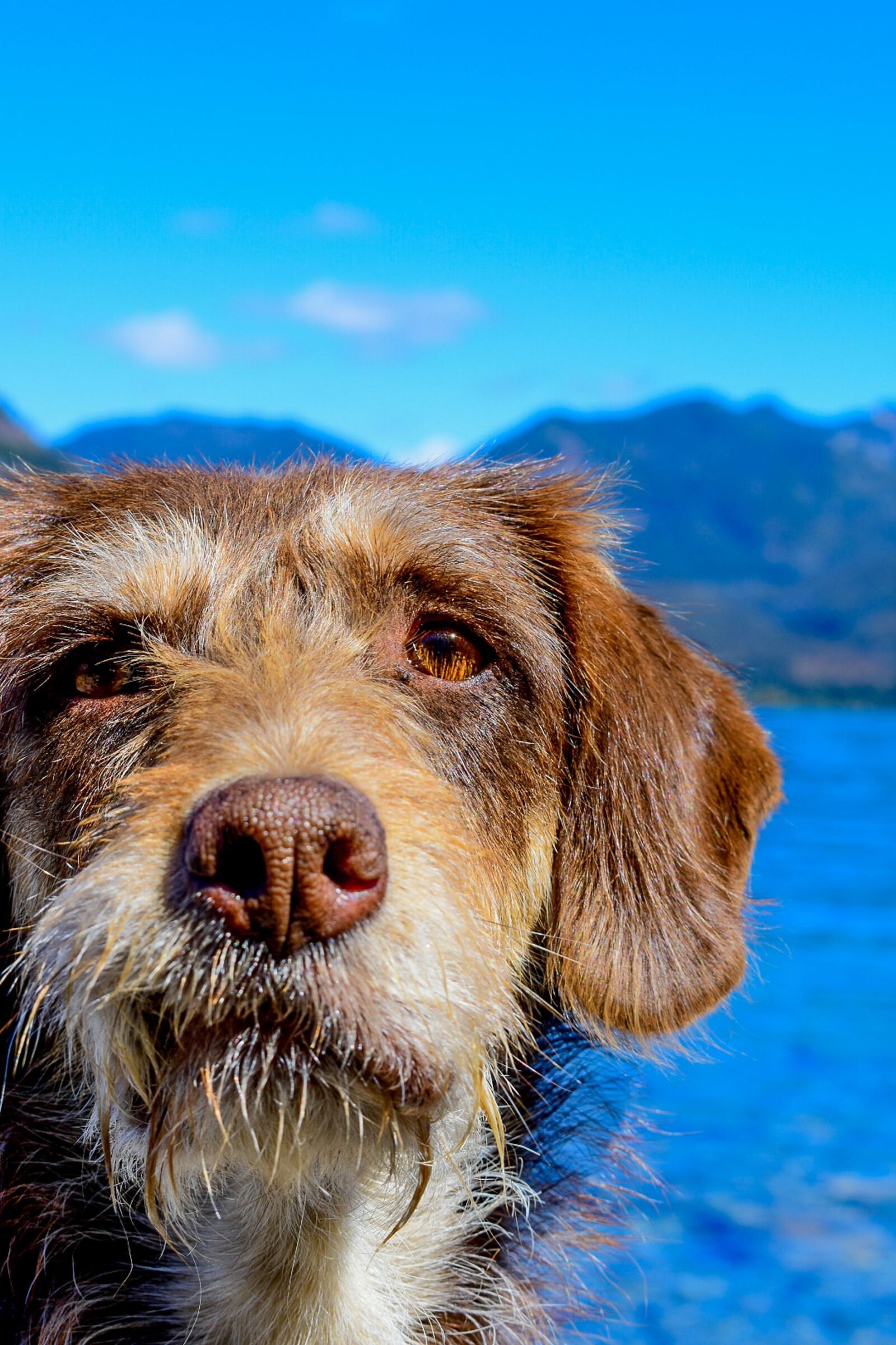 Nikon D3400 sample photo. Puppy, dog, pet photography