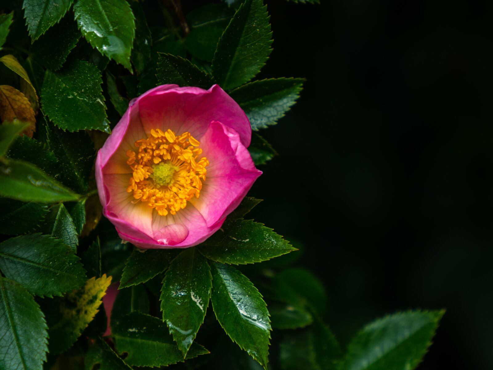 Olympus M.Zuiko Digital ED 12-200mm F3.5-6.3 sample photo. Rose, wild, flower photography