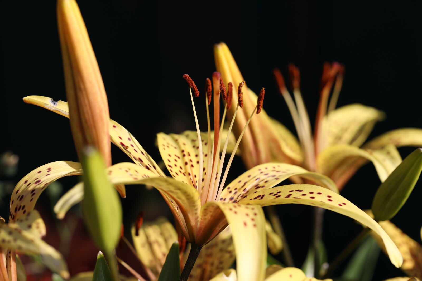 Canon EF 100mm F2.8L Macro IS USM sample photo. Lily, flowers, flower photography