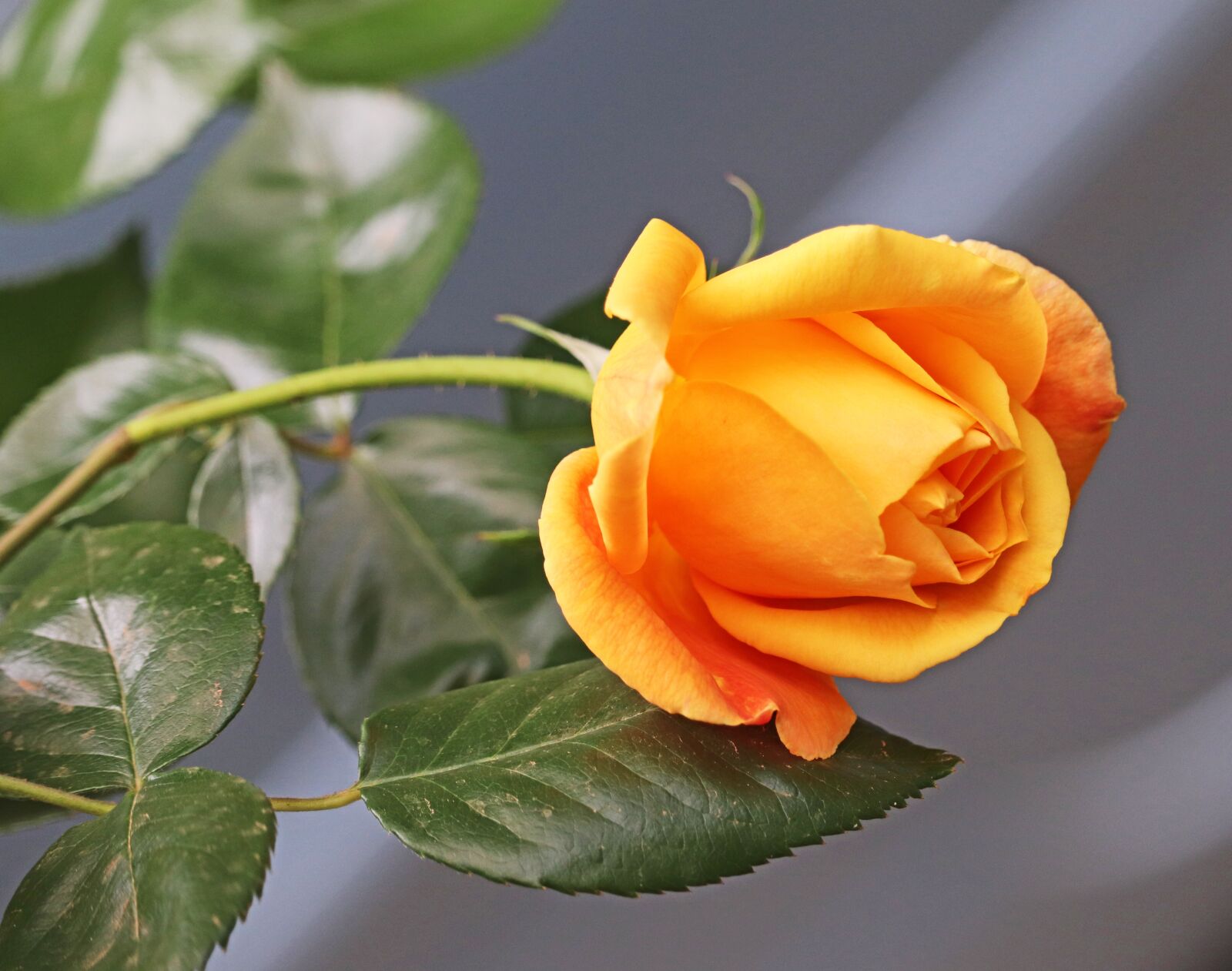 Canon EOS 800D (EOS Rebel T7i / EOS Kiss X9i) sample photo. Flower, rose, fragrant photography