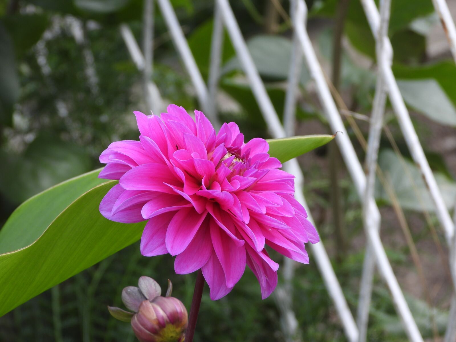 Nikon Coolpix P1000 sample photo. Dalia, flower, garden photography