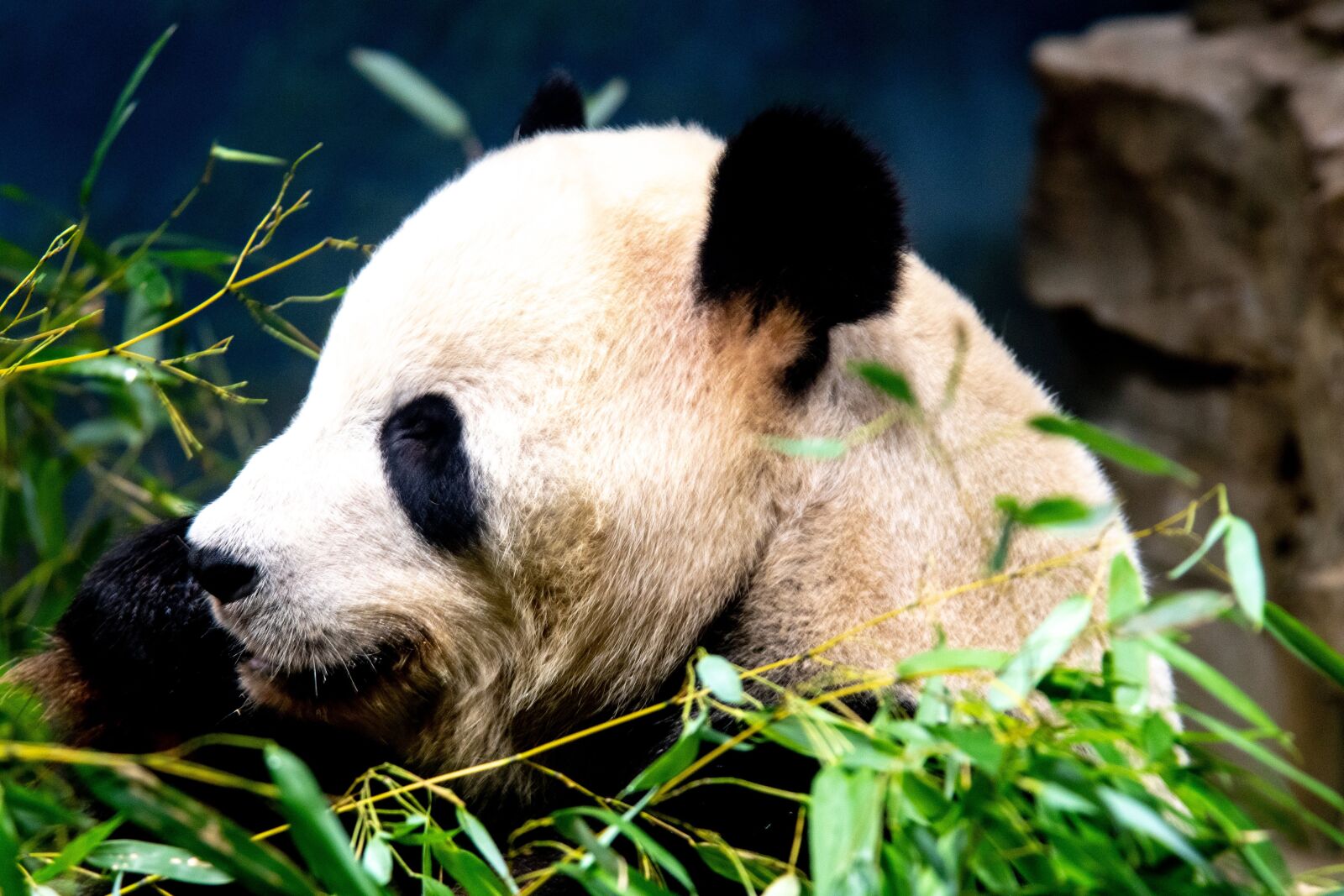 Nikon D7500 sample photo. Panda, zoo, grass photography