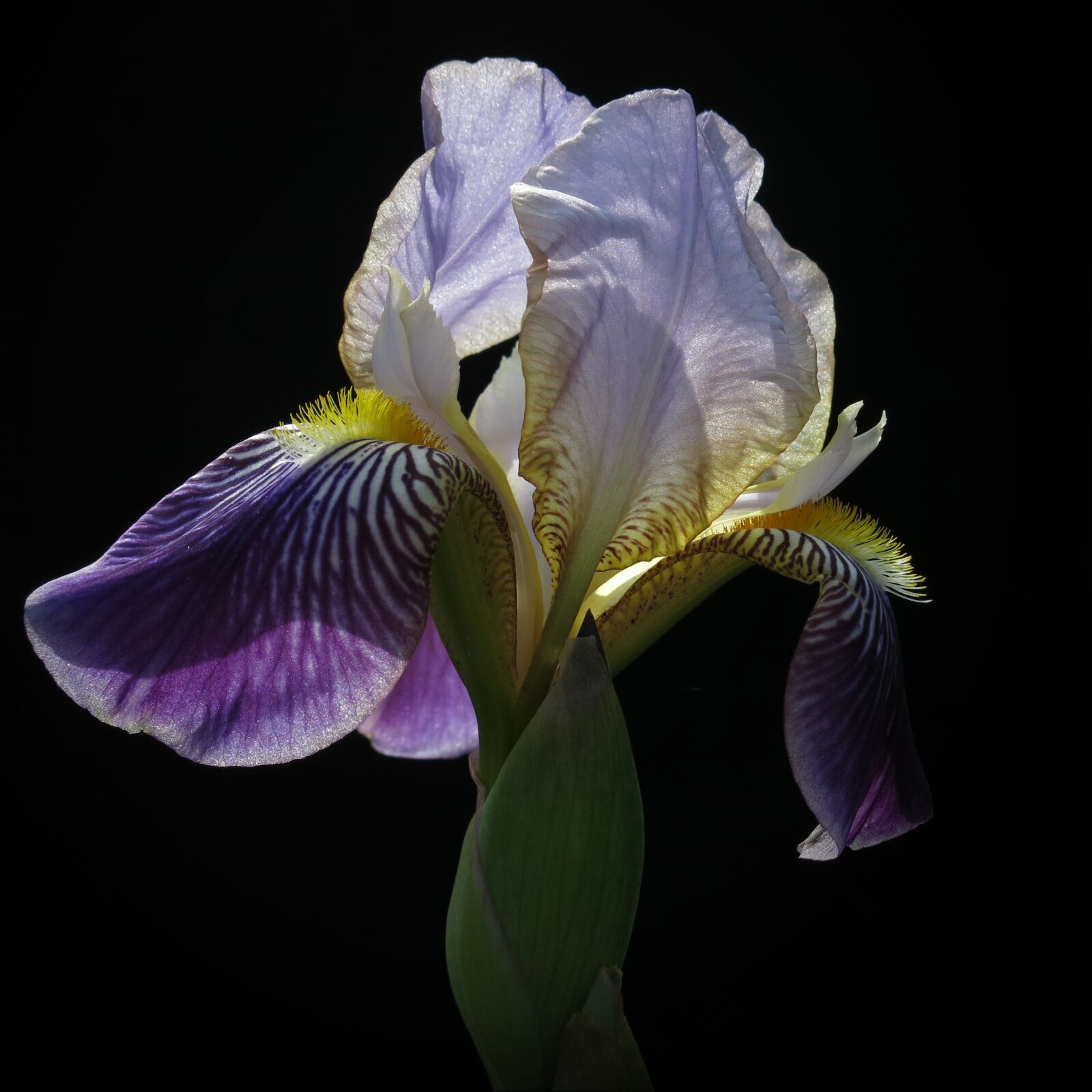 Canon PowerShot G15 sample photo. Iris, bearded iris, high photography