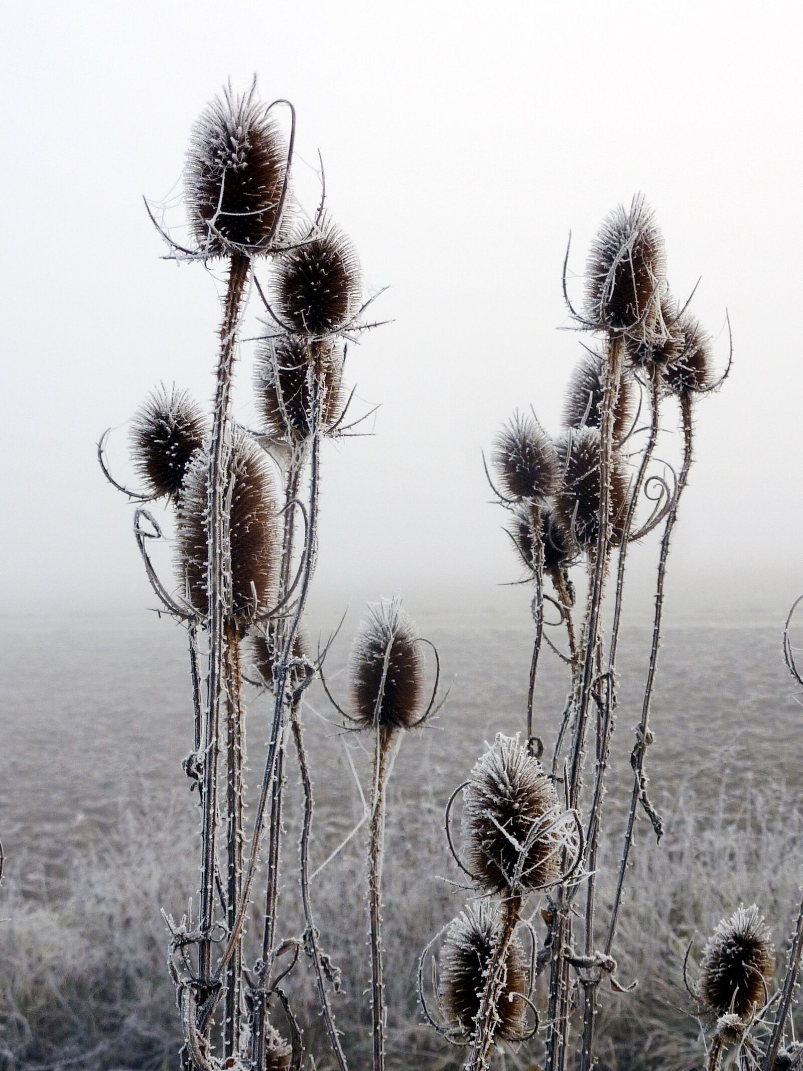 Panasonic DMC-TZ7 sample photo. Thistles, cold, gel photography