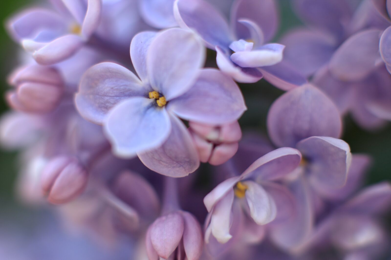 Canon EOS 60D + Canon EF 50mm F1.4 USM sample photo. Lilac, flowers, plant photography