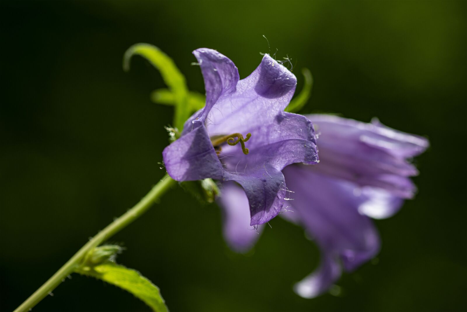 Nikon D5300 sample photo. The bell, flower, nature photography