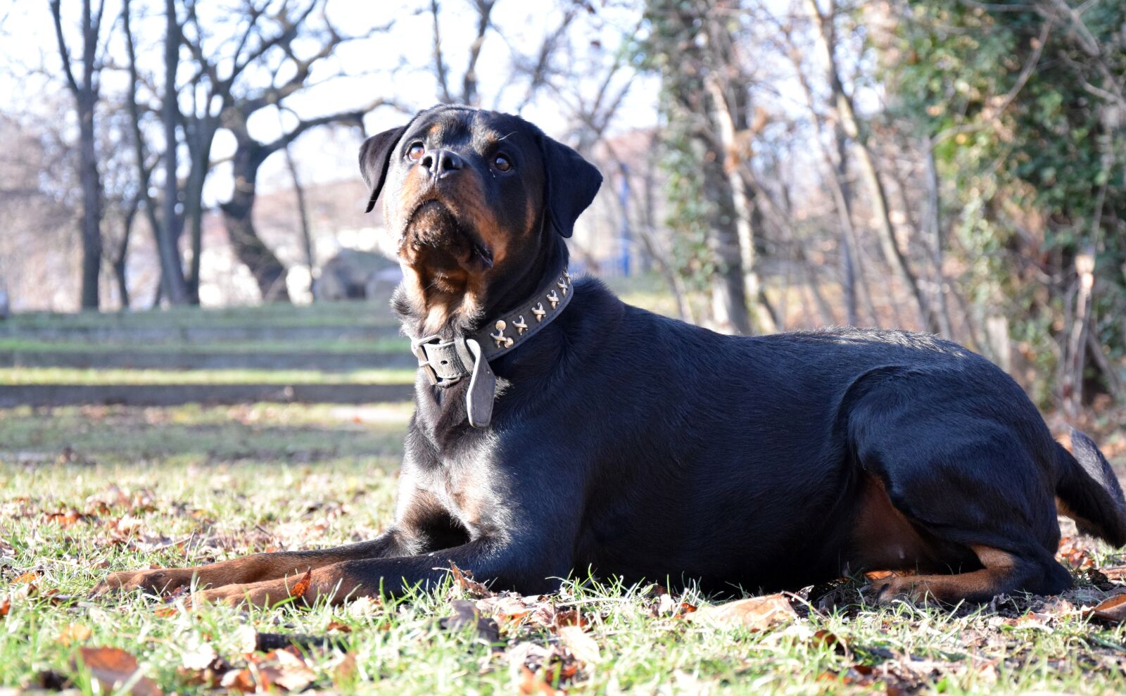 Nikon D3300 sample photo. Rotweiler, dog, animal photography