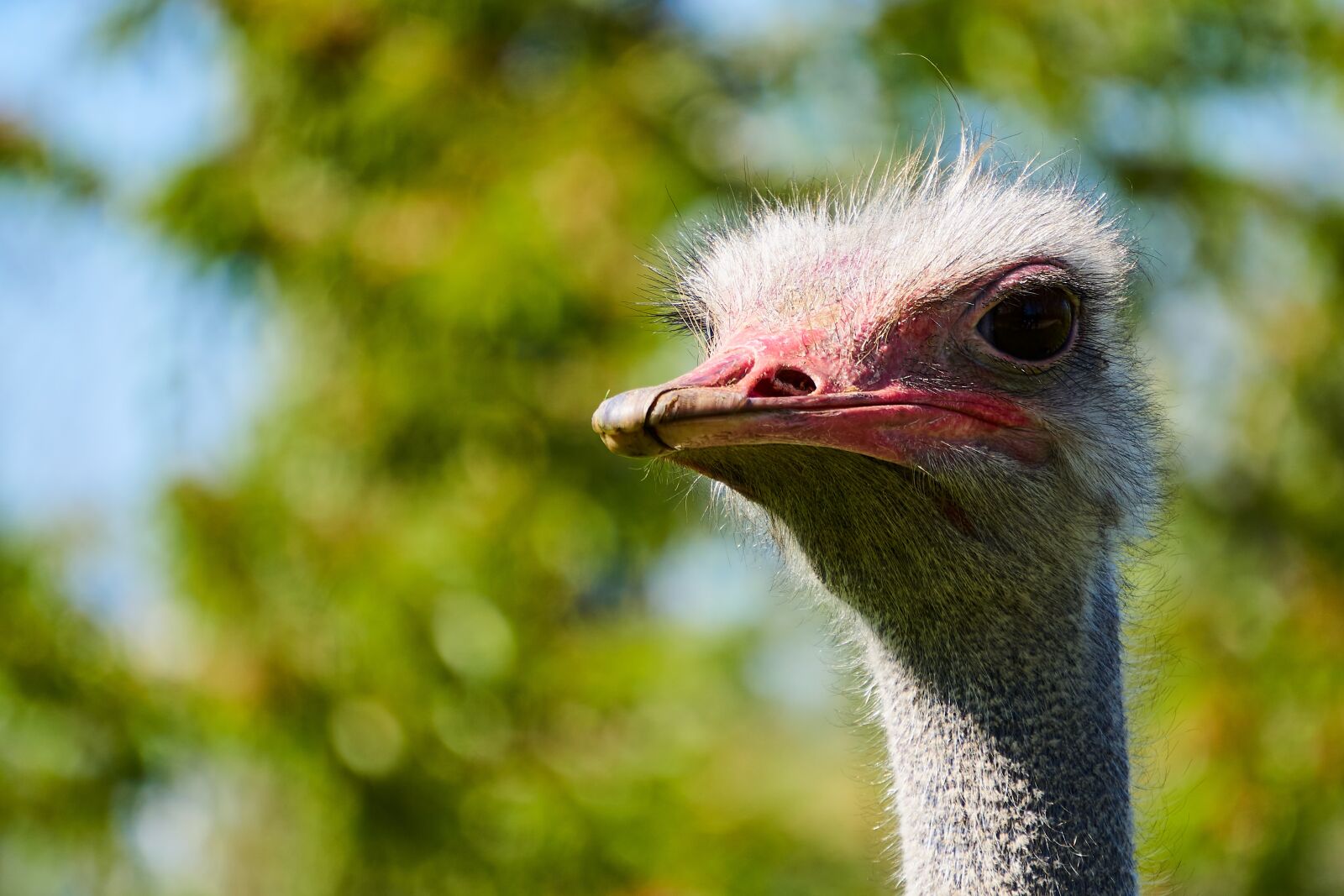 Sony E 55-210mm F4.5-6.3 OSS sample photo. Bouquet, bird, animal photography