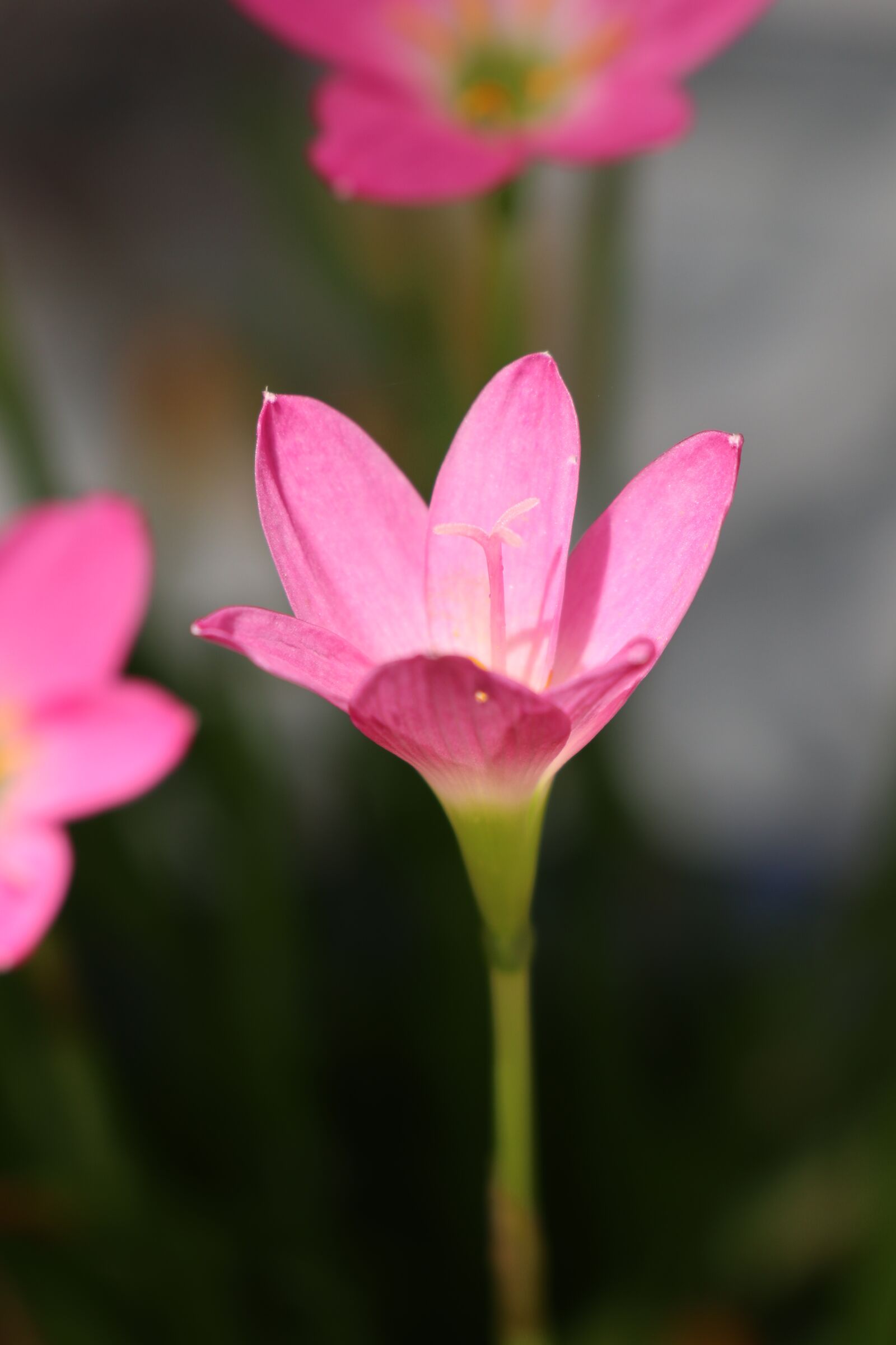 Canon EOS M6 sample photo. One pink flower, nice photography