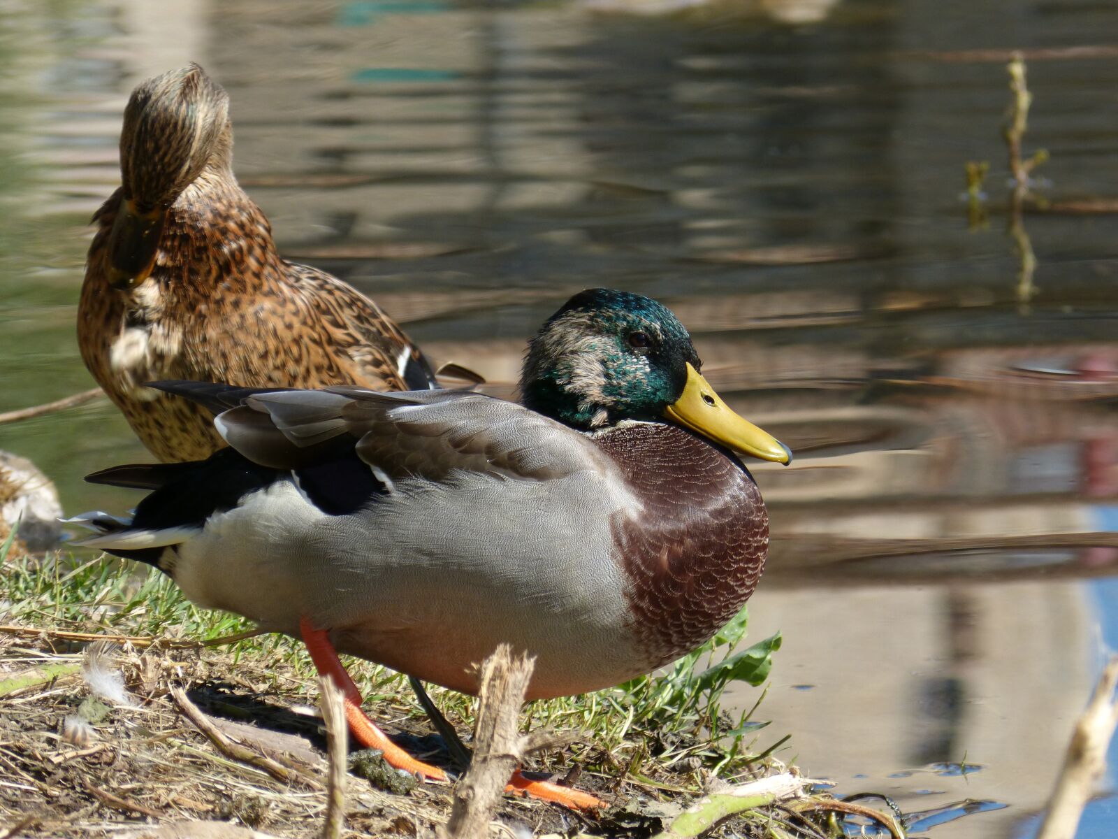 Panasonic DMC-FZ62 sample photo. Ducks, nec coll verd photography