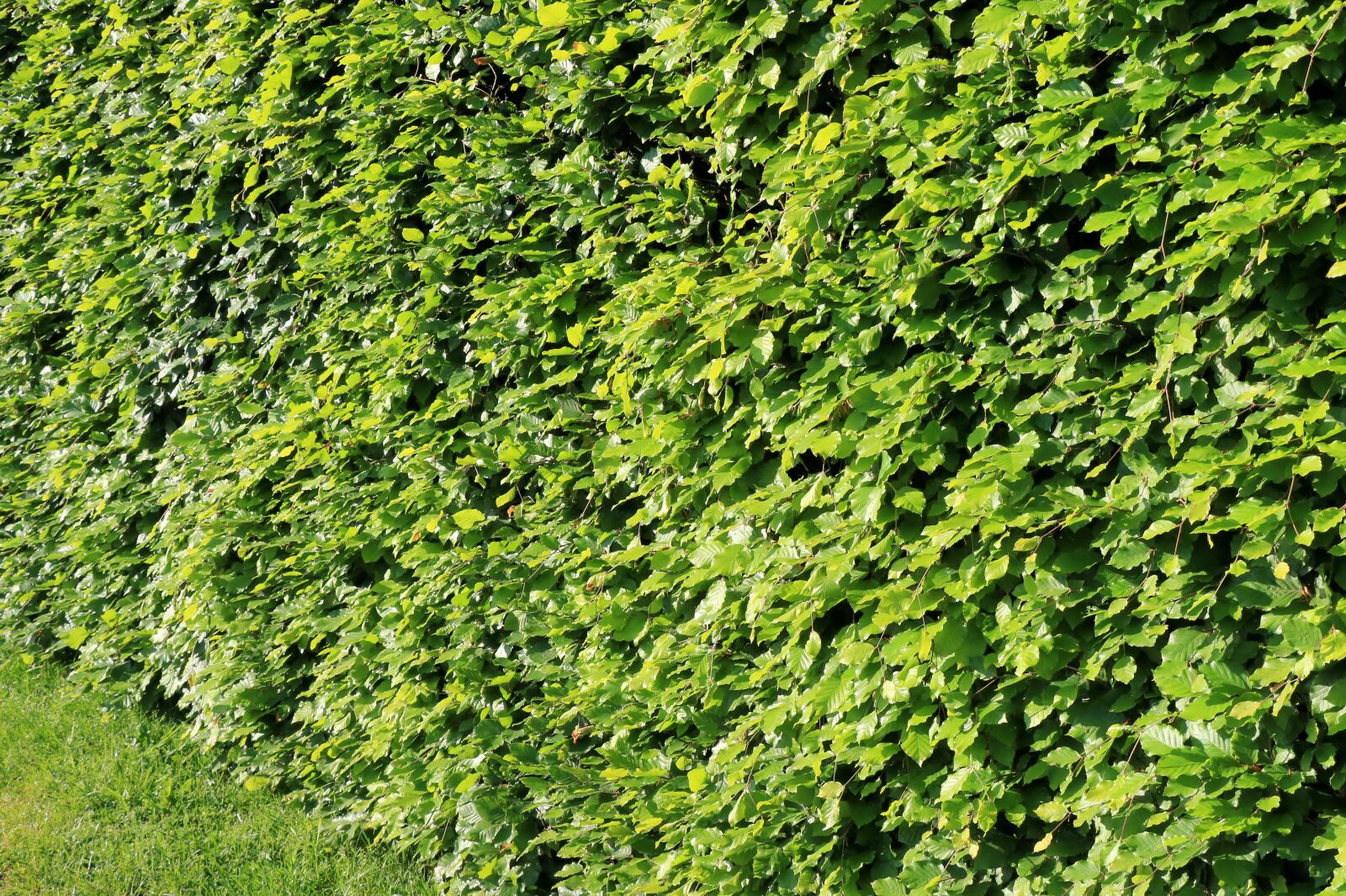 Canon EOS 750D (EOS Rebel T6i / EOS Kiss X8i) sample photo. Hague, green, vegetable photography