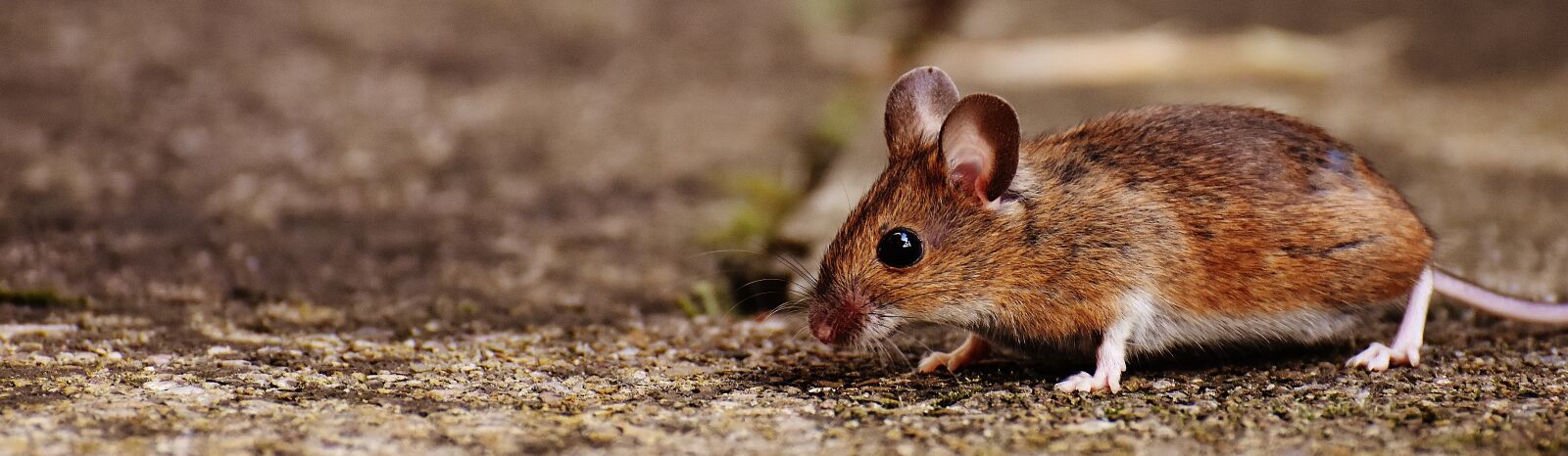 Nikon D7200 sample photo. Mouse, rodent, cute photography