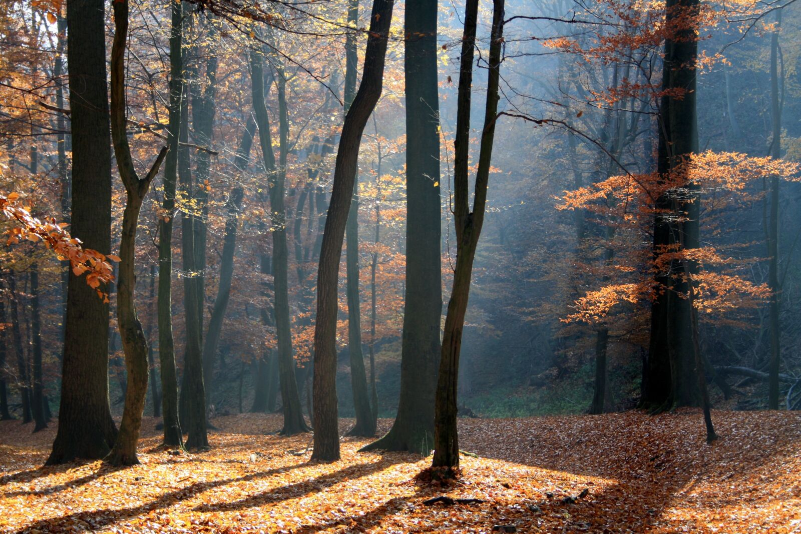 Canon EOS 1000D (EOS Digital Rebel XS / EOS Kiss F) sample photo. Autumn, forest, nature photography