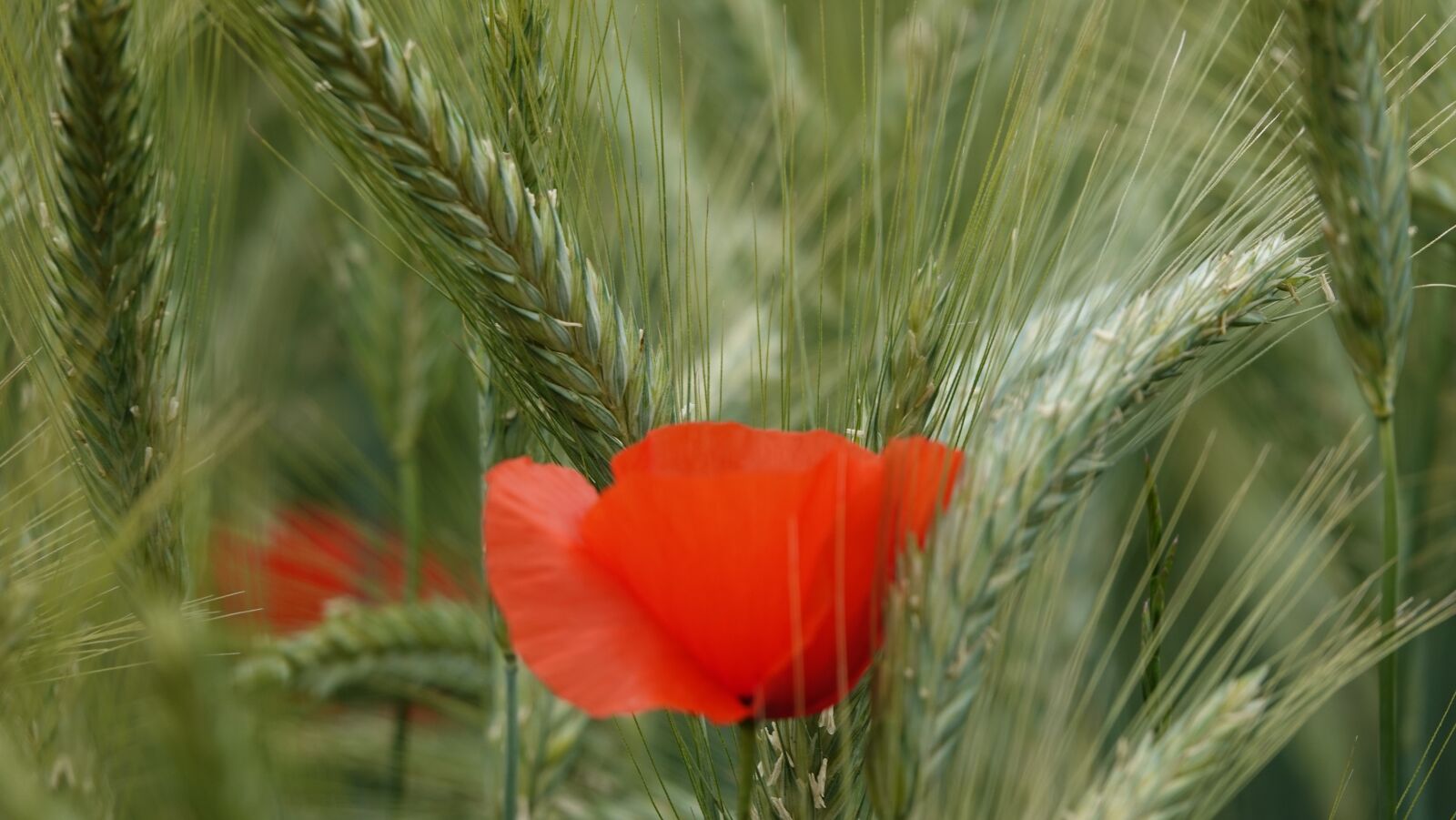 Sony Cyber-shot DSC-RX10 IV sample photo. Poppy, wheat, field photography