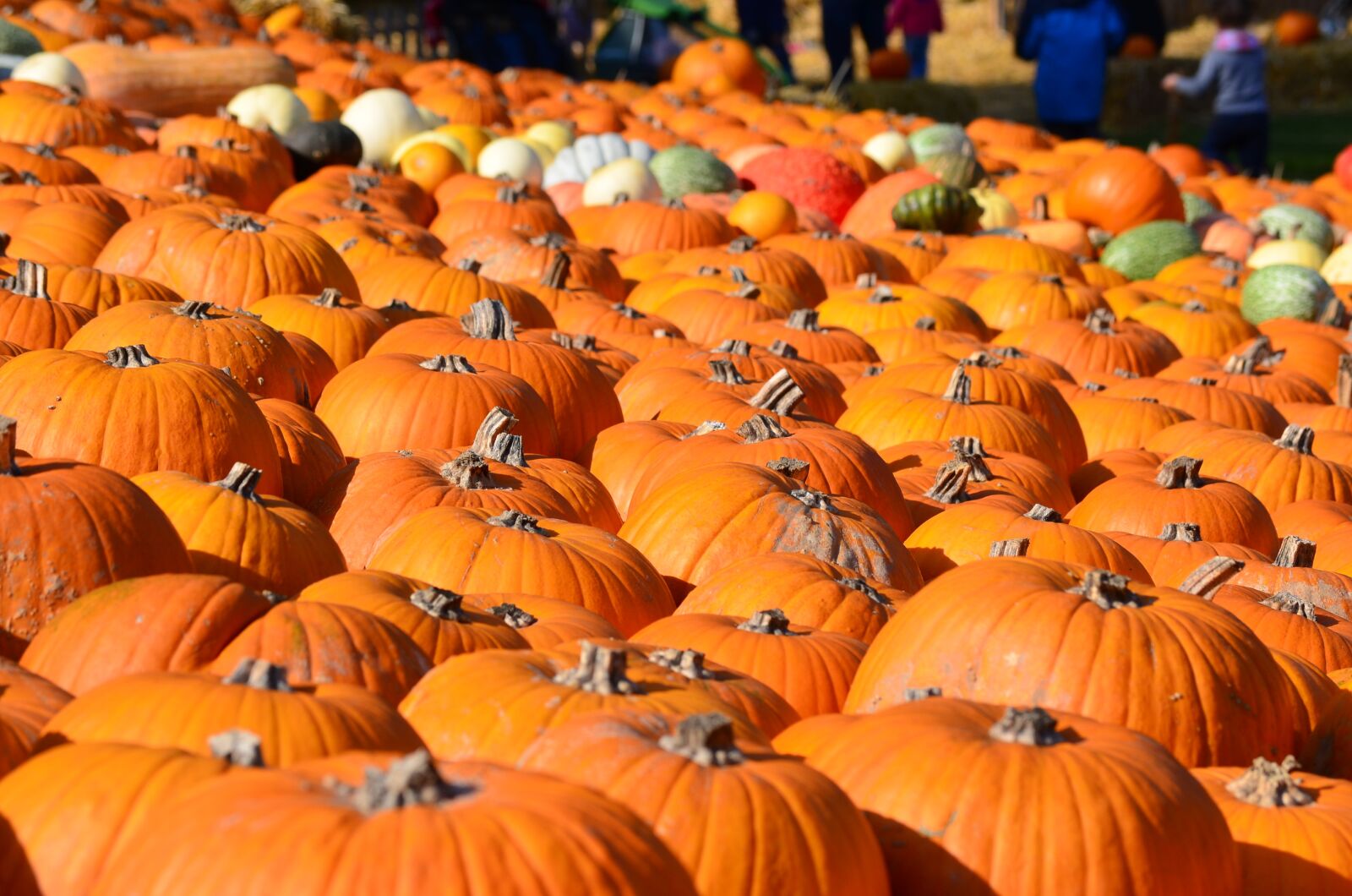 Nikon D5100 sample photo. Autumn, thanksgiving, pumpkin photography