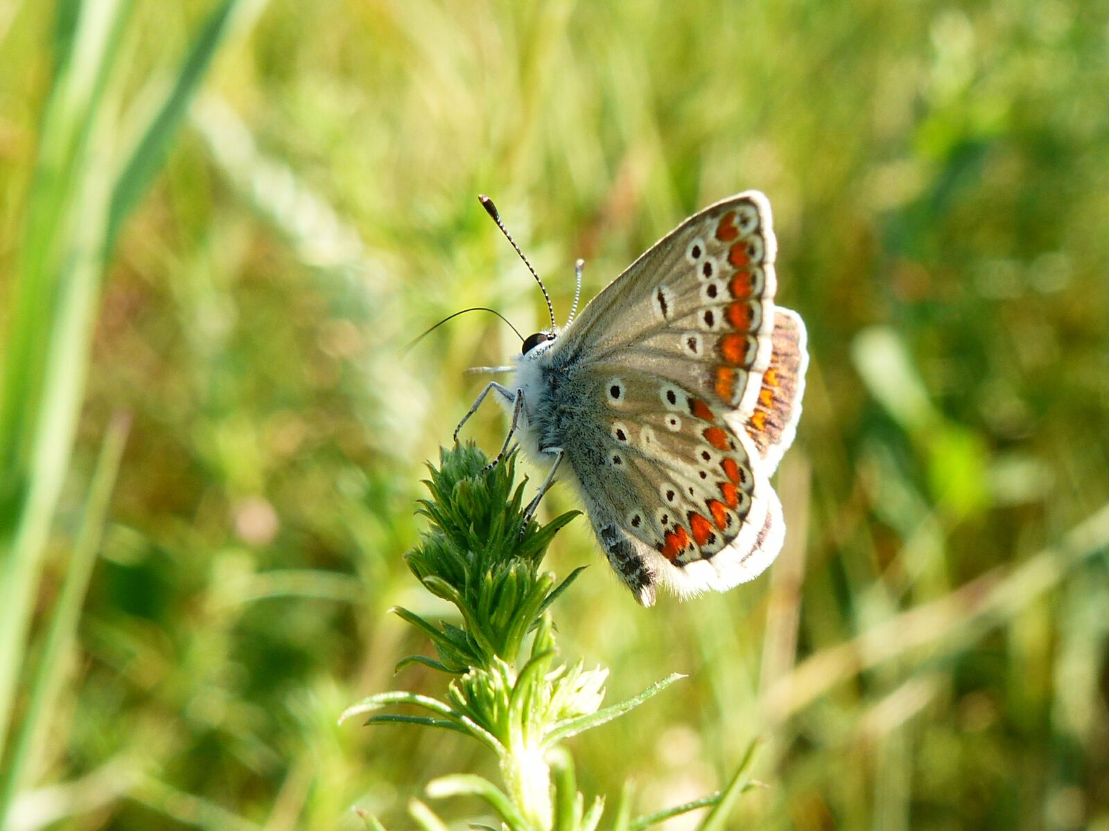 Panasonic Lumix DMC-FZ200 sample photo. Butterfly day, insect, nature photography