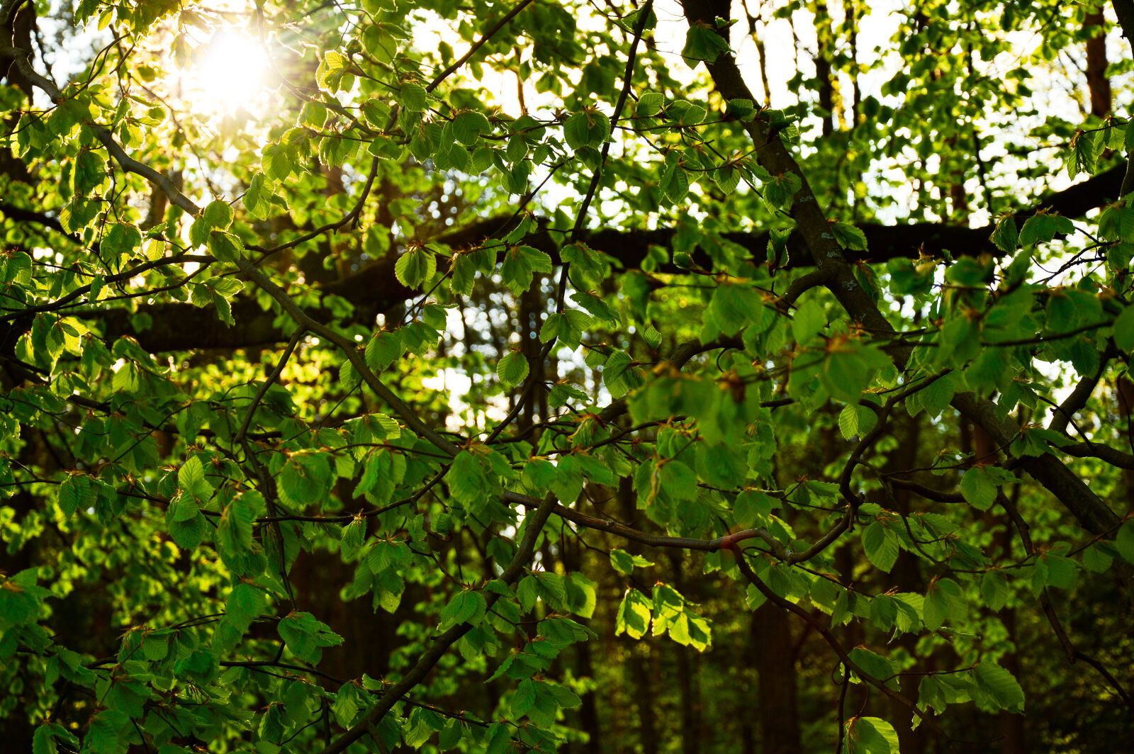 Nikon D3200 sample photo