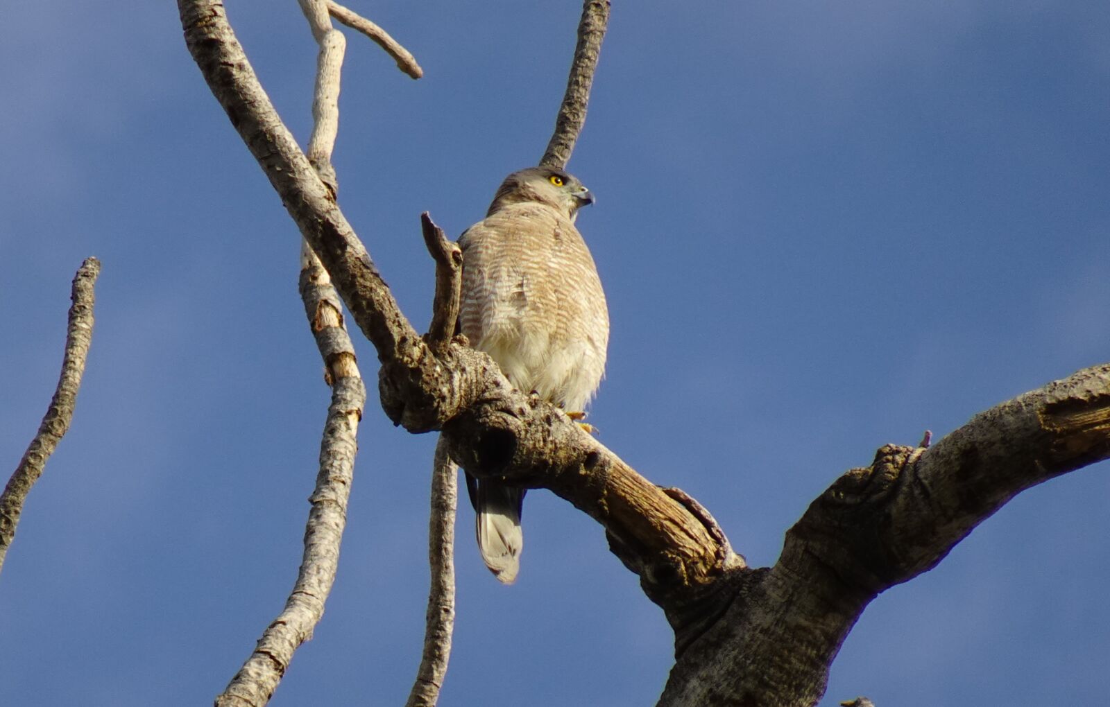 Sony DSC-WX800 sample photo. Bird, shikra, accipiter badius photography