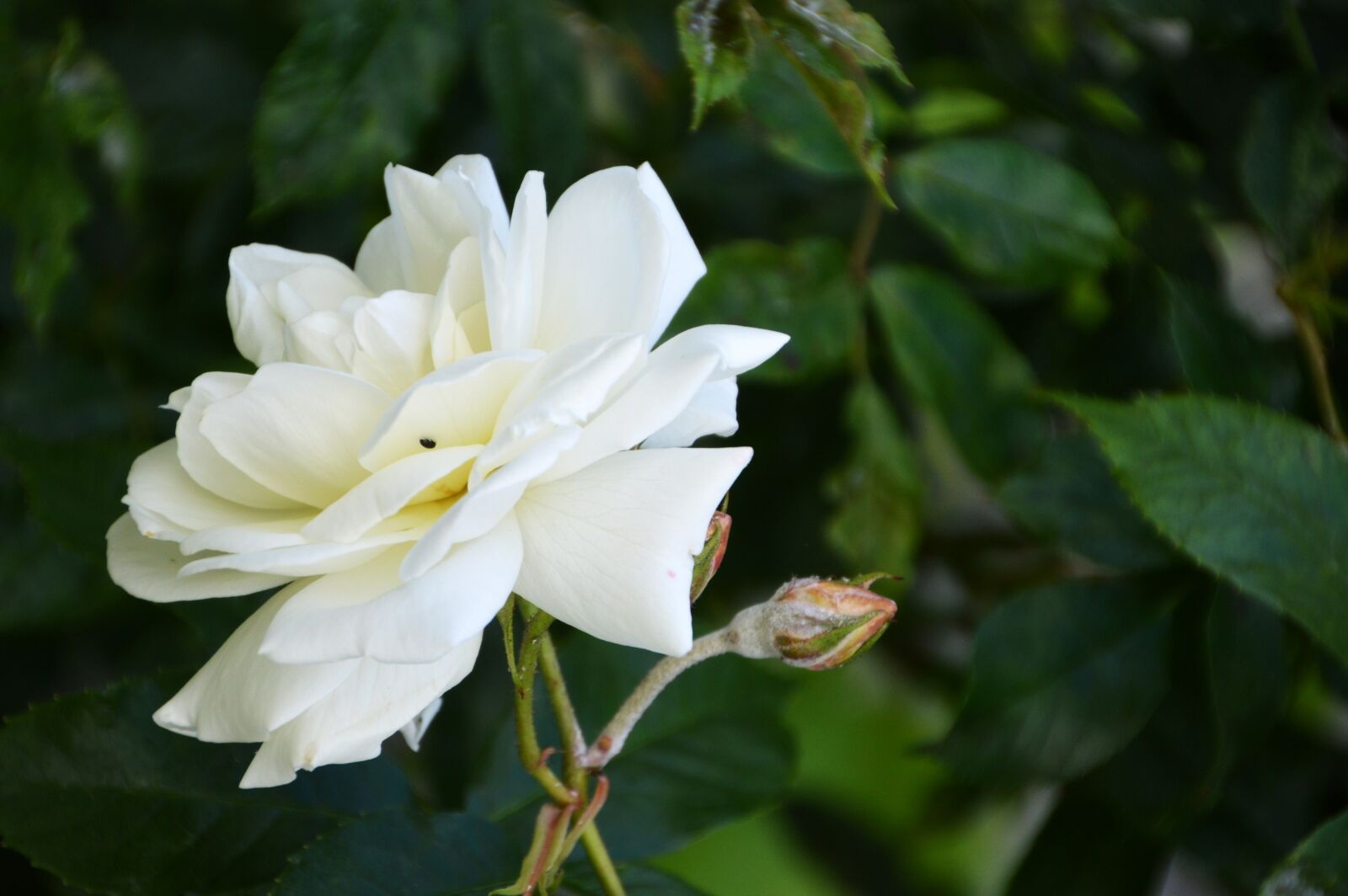 Nikon D3200 sample photo. Pink, white, flower photography