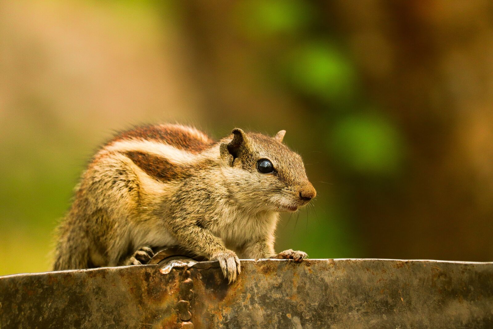 Canon EOS 200D (EOS Rebel SL2 / EOS Kiss X9) sample photo. Squirrel, cute, animal photography