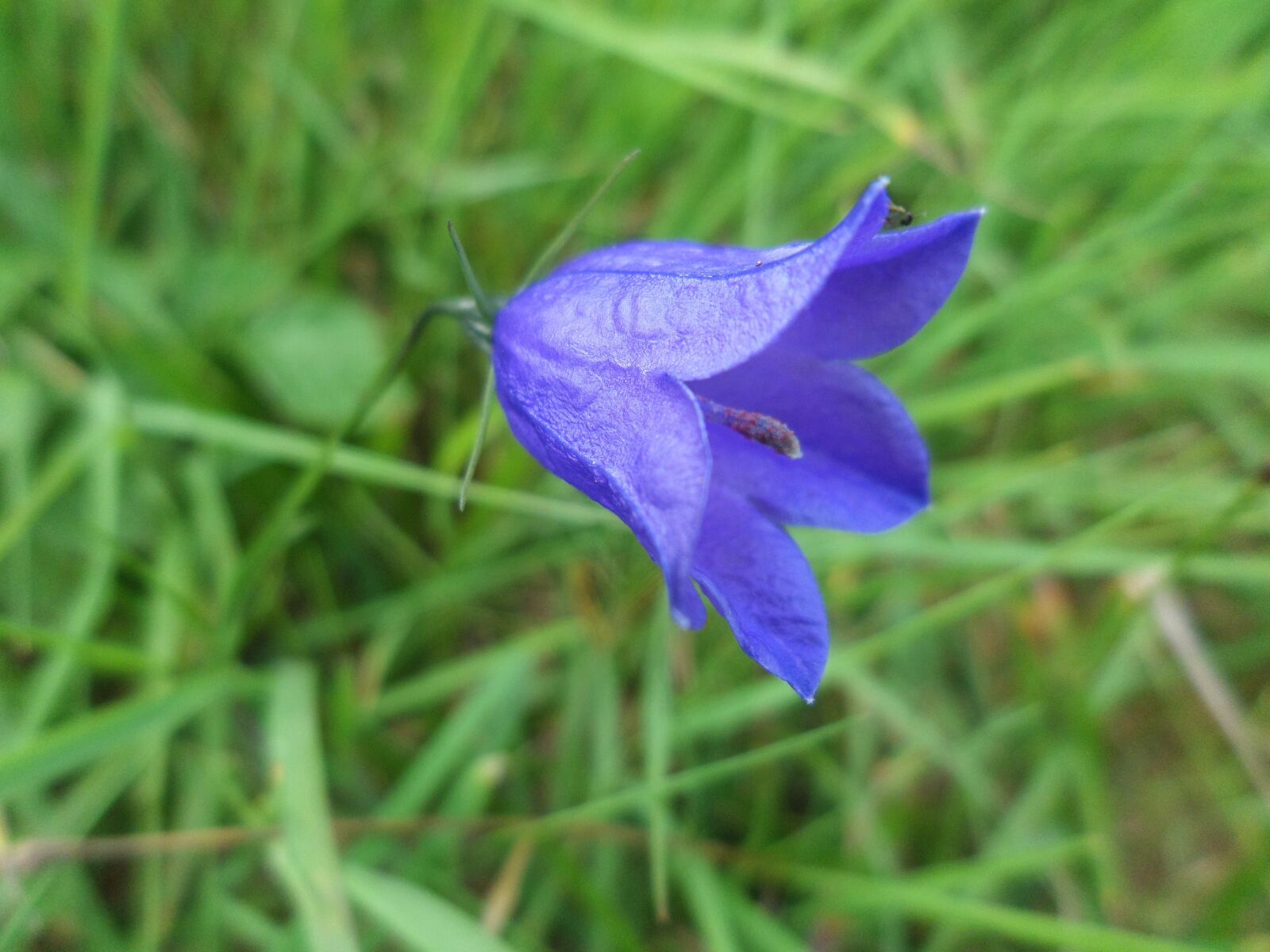 Samsung WB30F/WB31F/WB32F sample photo. Flower, mountain, nature photography