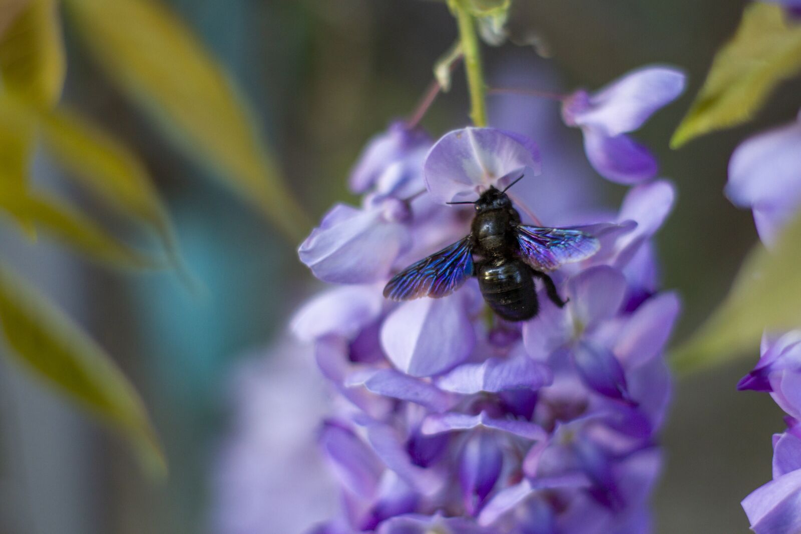 Canon EOS 7D sample photo. Flower, insect, bee photography