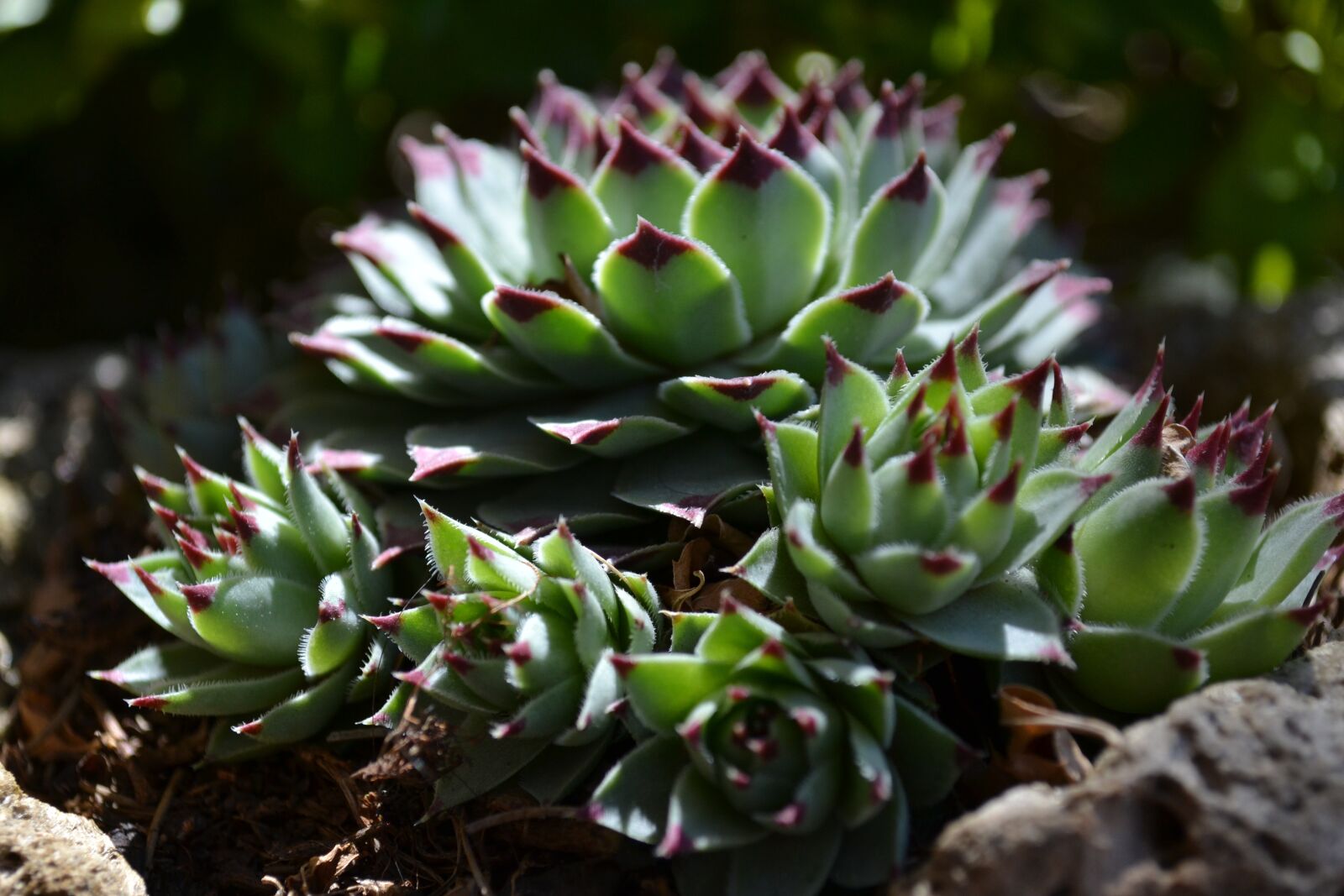 Nikon D3100 sample photo. Plant, green, nature photography