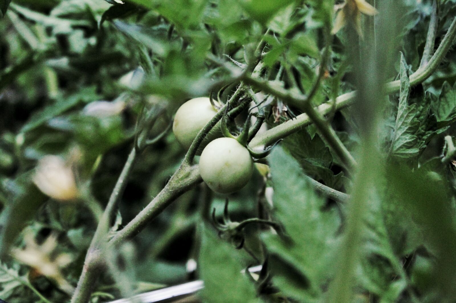 Canon EOS 1100D (EOS Rebel T3 / EOS Kiss X50) sample photo. Theme, breakfast, tomato, garden photography