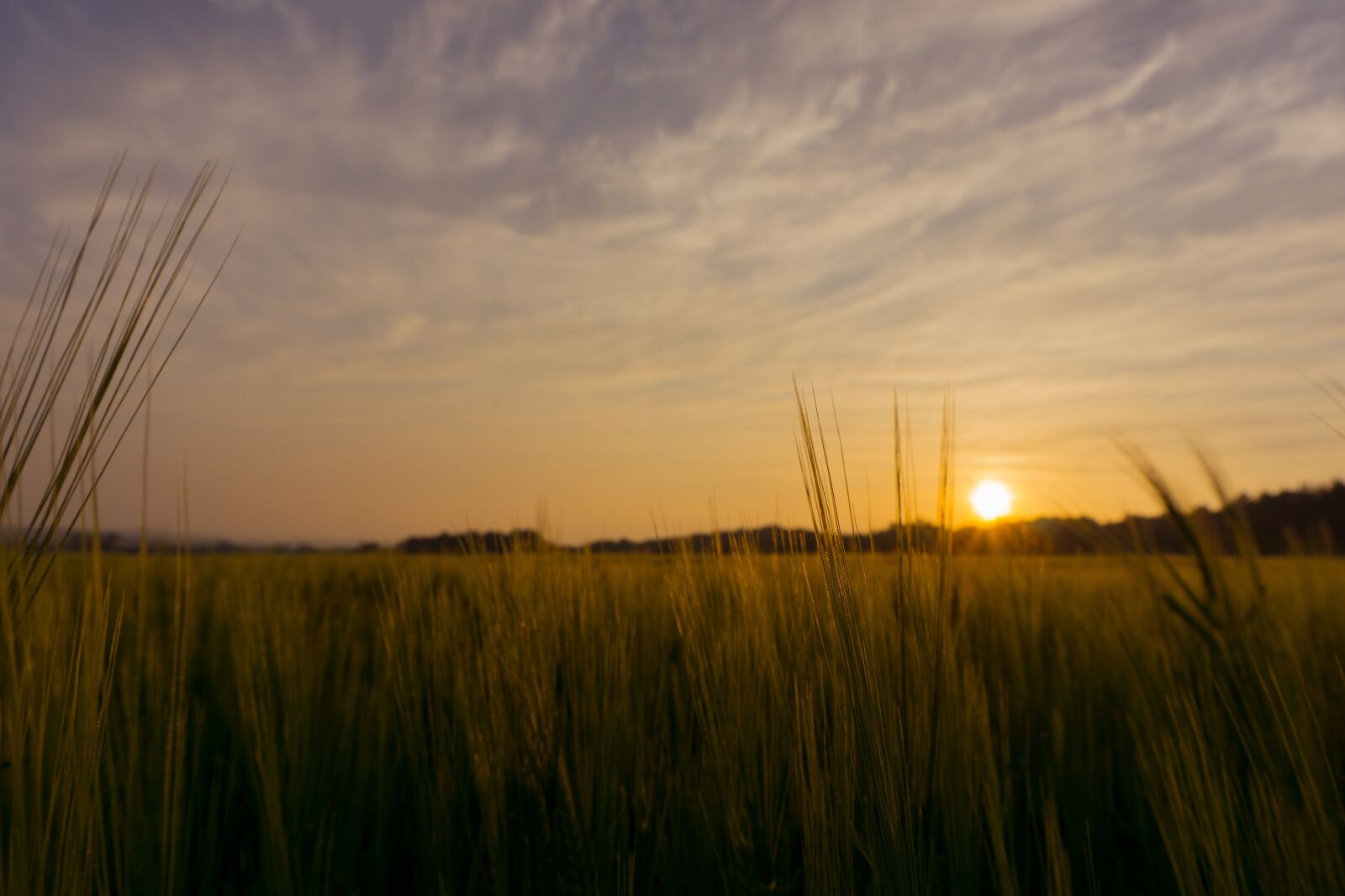 Sony E 16-50mm F3.5-5.6 PZ OSS sample photo. Sun, sunset, field photography