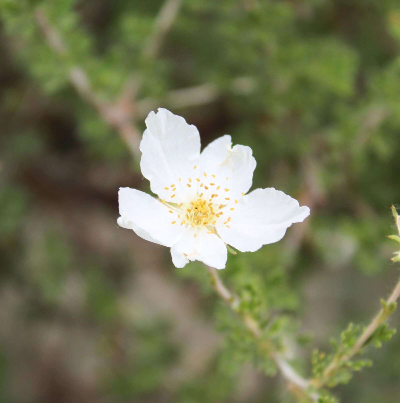 Canon EOS 1300D (EOS Rebel T6 / EOS Kiss X80) sample photo. Flower, delicate, petal photography