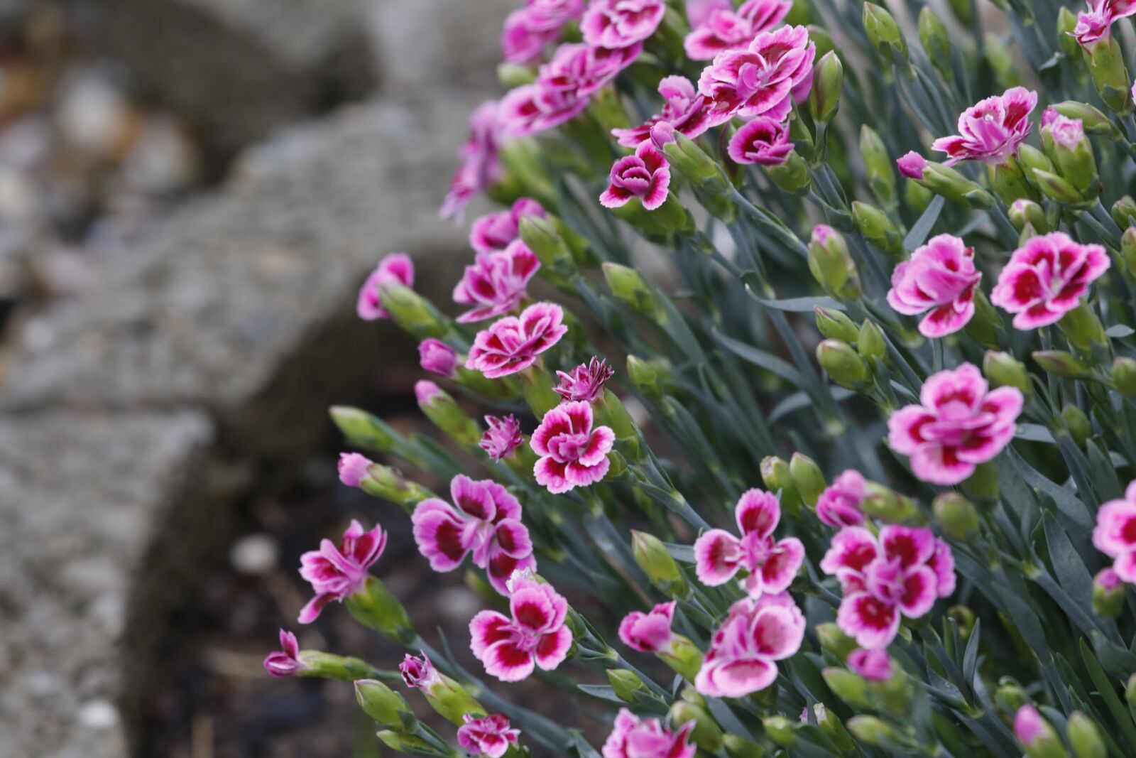 Canon EF 100-400mm F4.5-5.6L IS USM sample photo. Flowers, spring, beauty photography