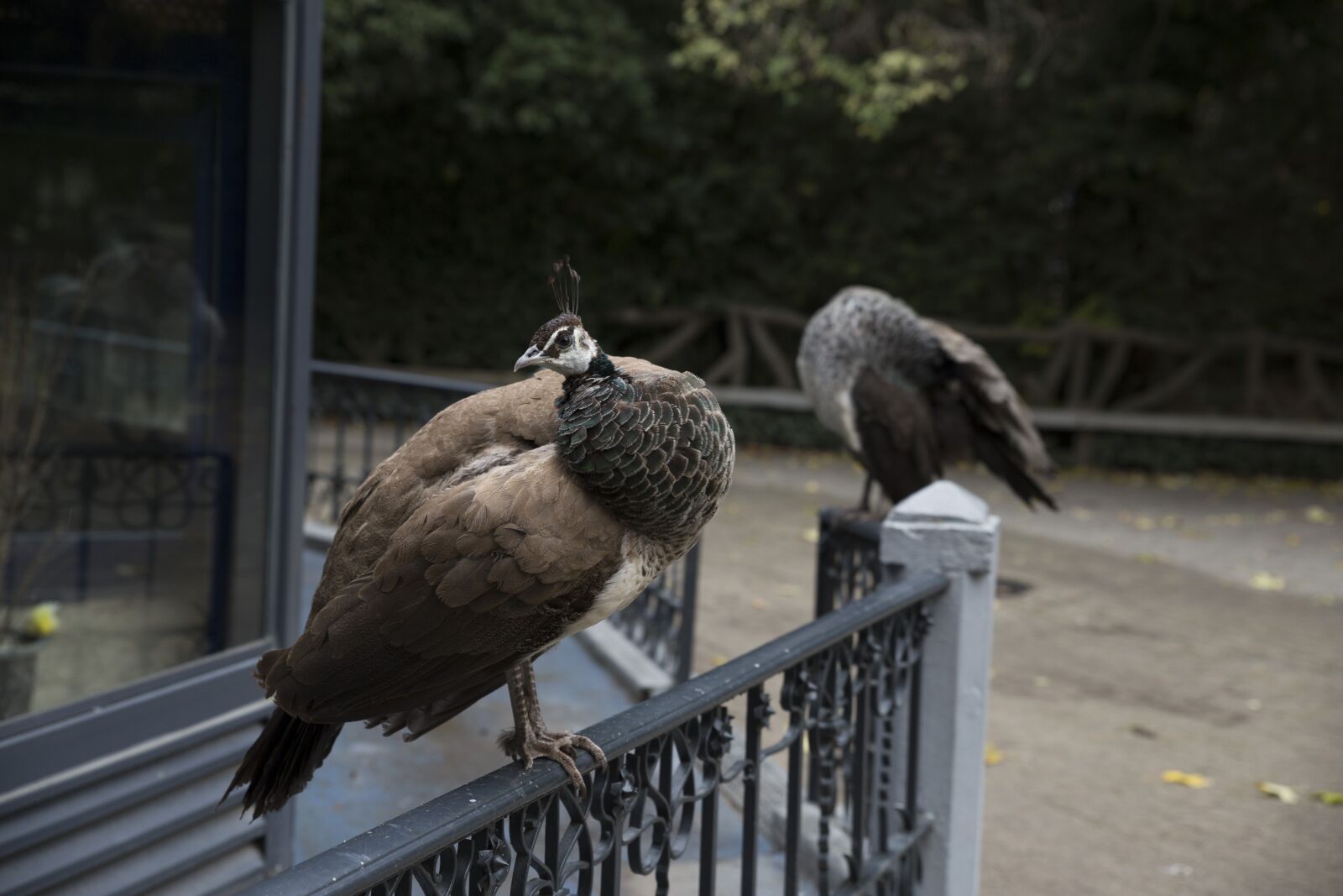 Canon EOS 6D sample photo. Peacock, fauna, nature photography