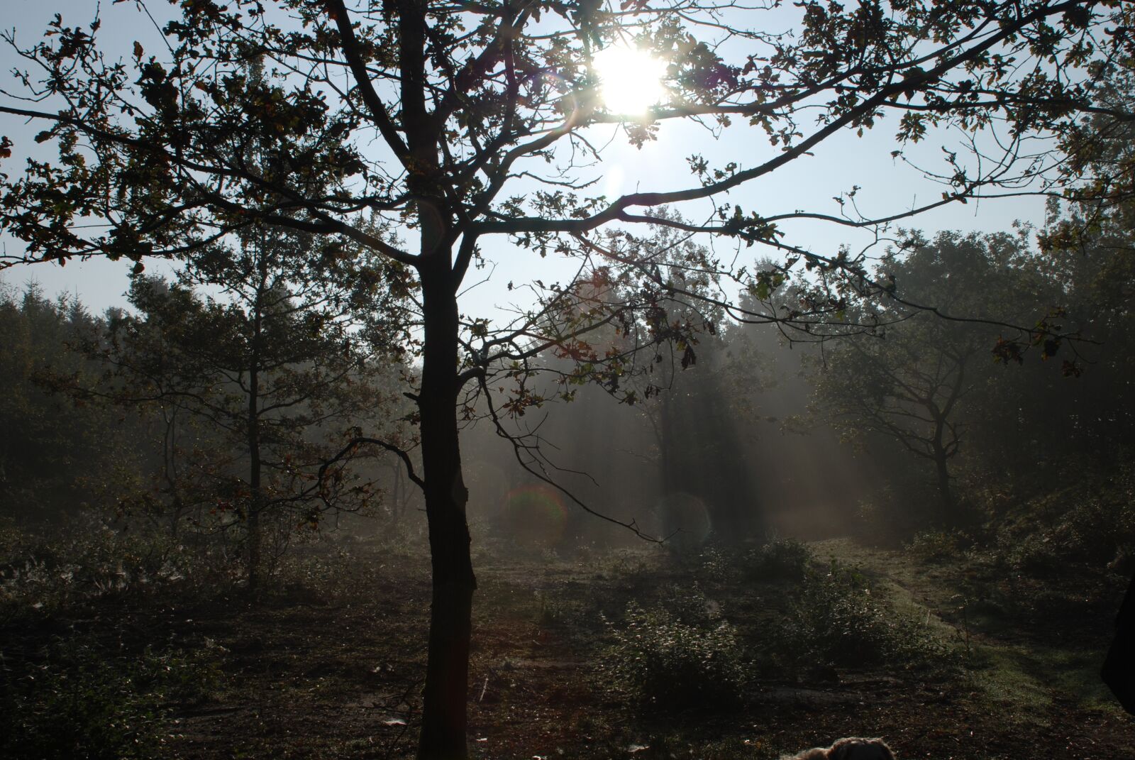Nikon D80 sample photo. Tree, wood, fall photography