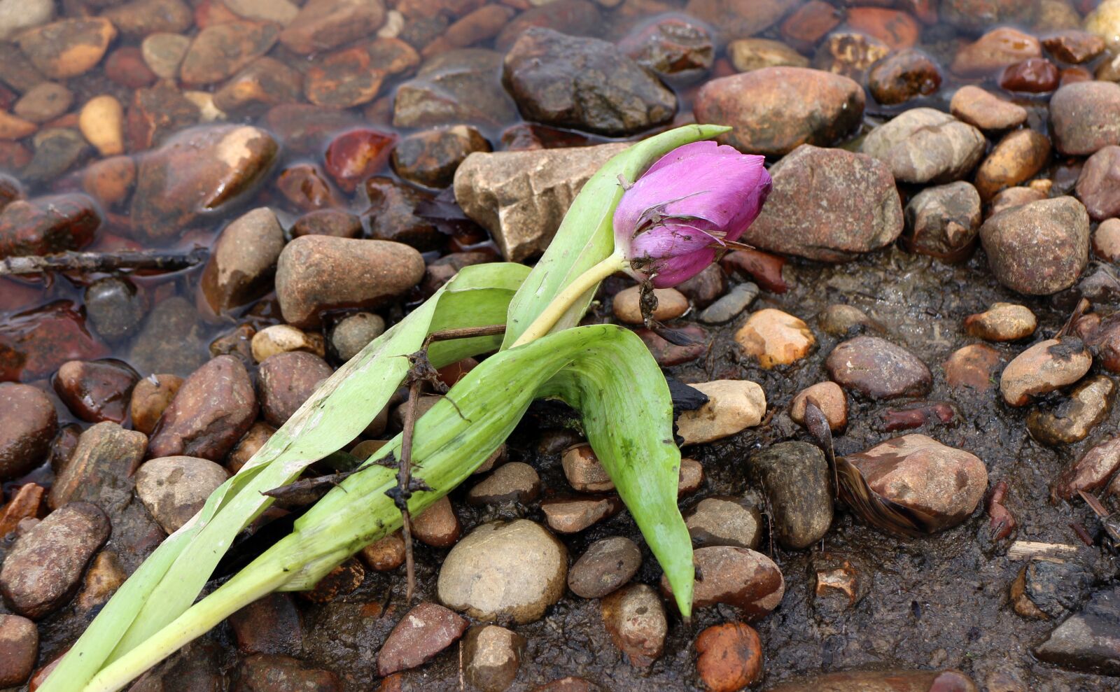Canon EOS M sample photo. Flotsam and jetsam, treibsel photography