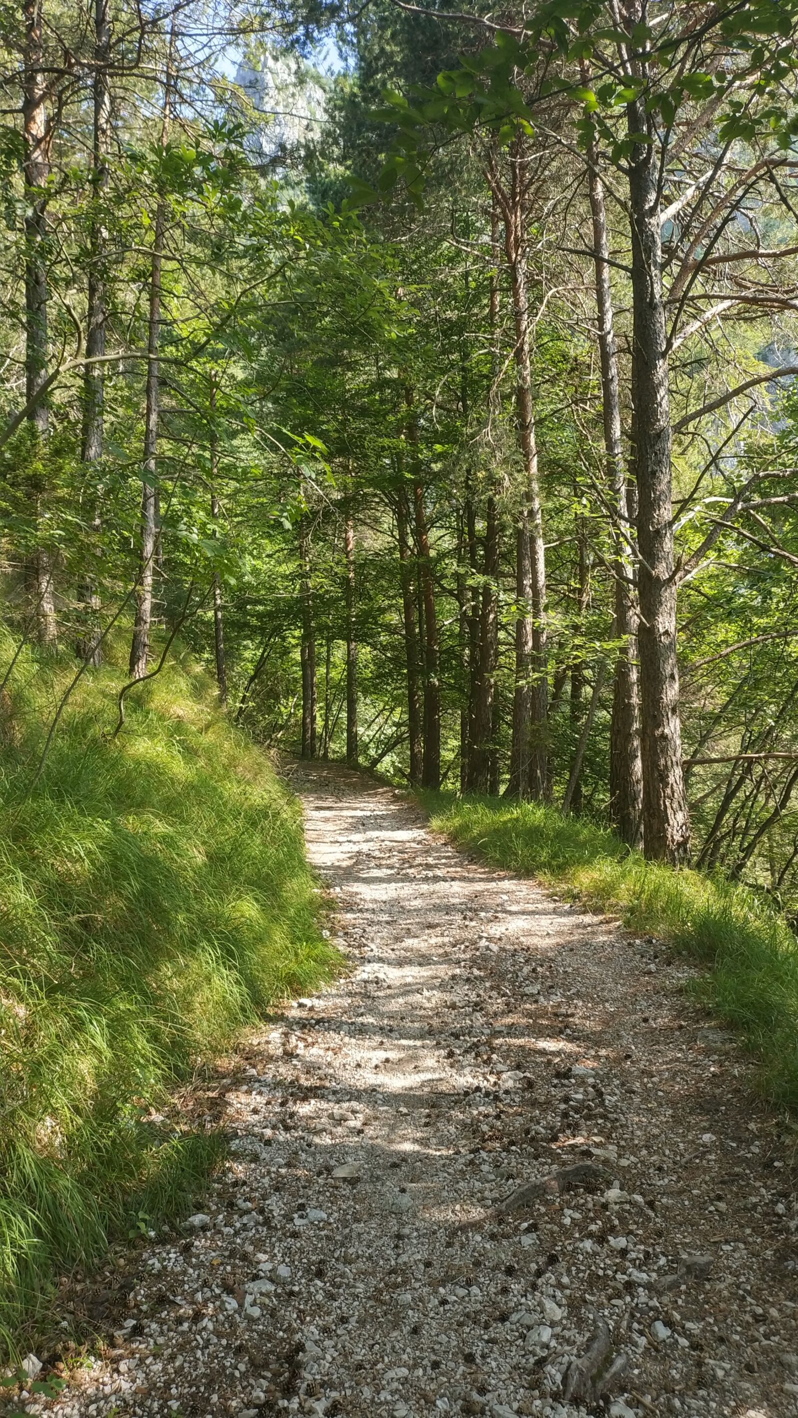 Xiaomi Mi MIX 2 sample photo. Trail, forest, nature photography