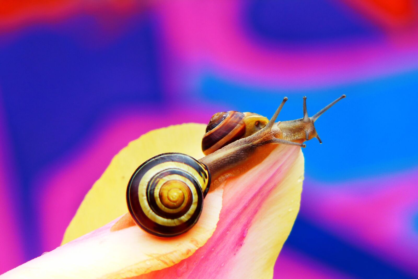 Panasonic Lumix DMC-FZ200 sample photo. Wst yki gajowe, molluscs photography