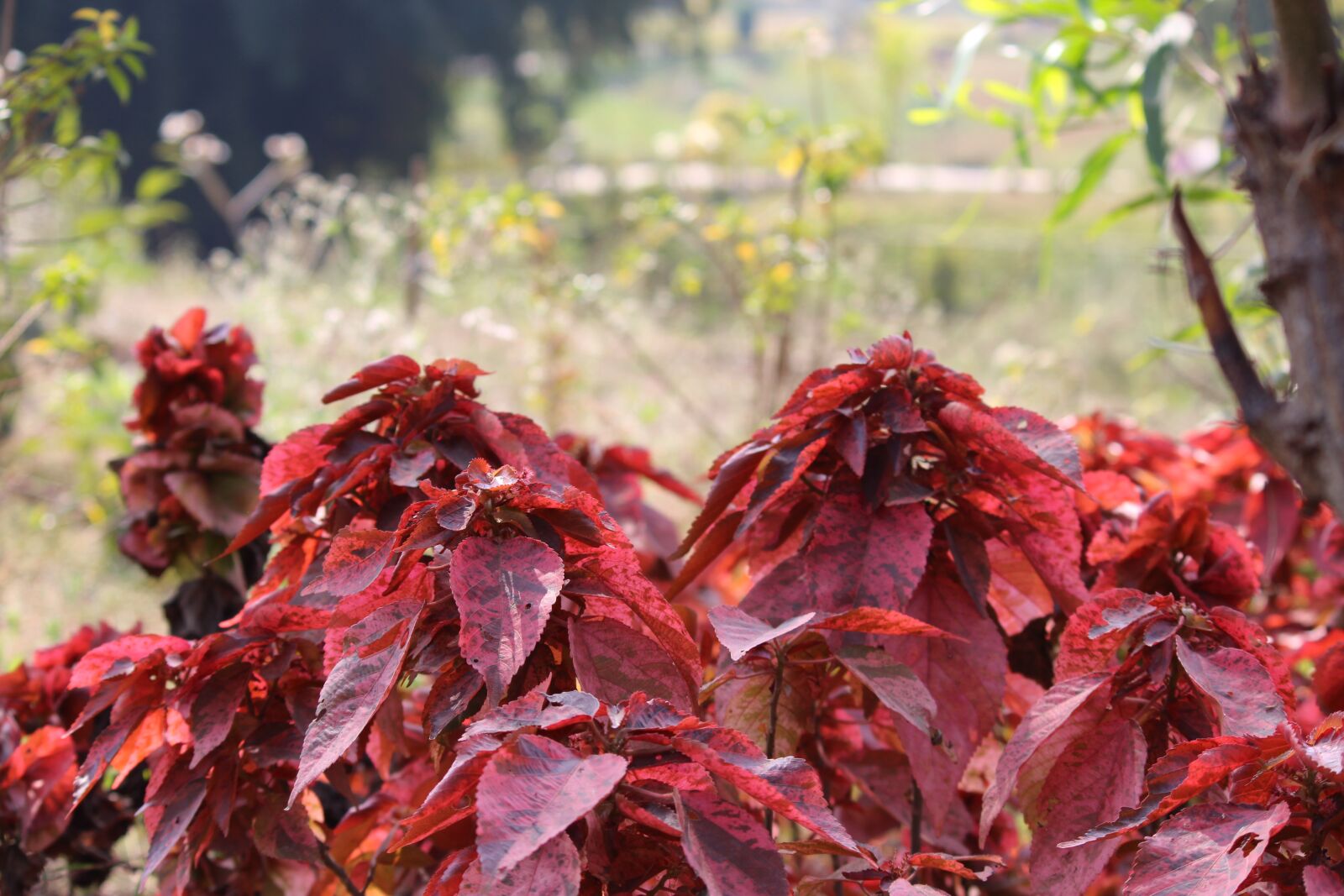 Canon EOS 700D (EOS Rebel T5i / EOS Kiss X7i) sample photo. Leaves, red, nature photography