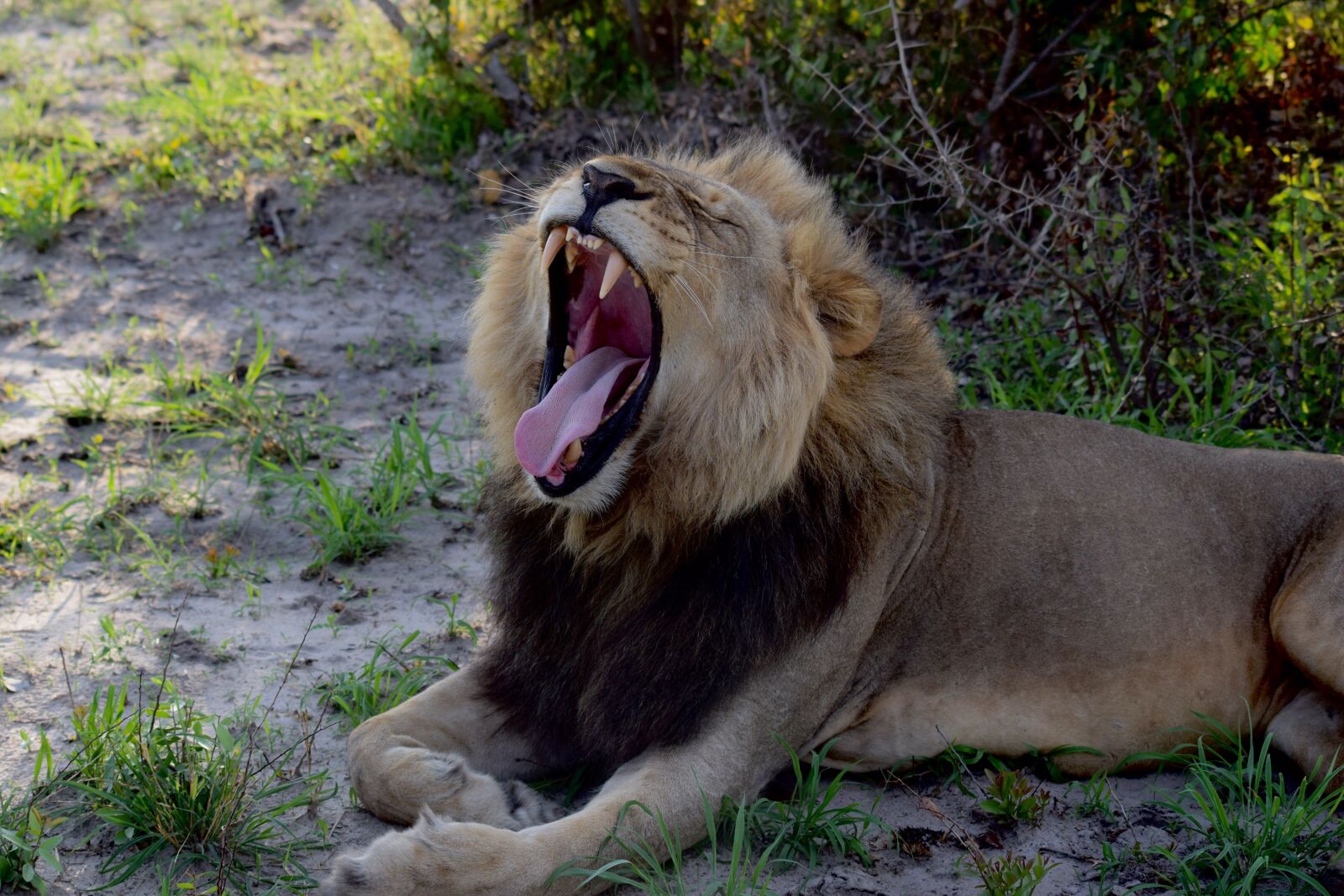 Nikon D5300 sample photo. Lion, lion yawn, sleepy photography