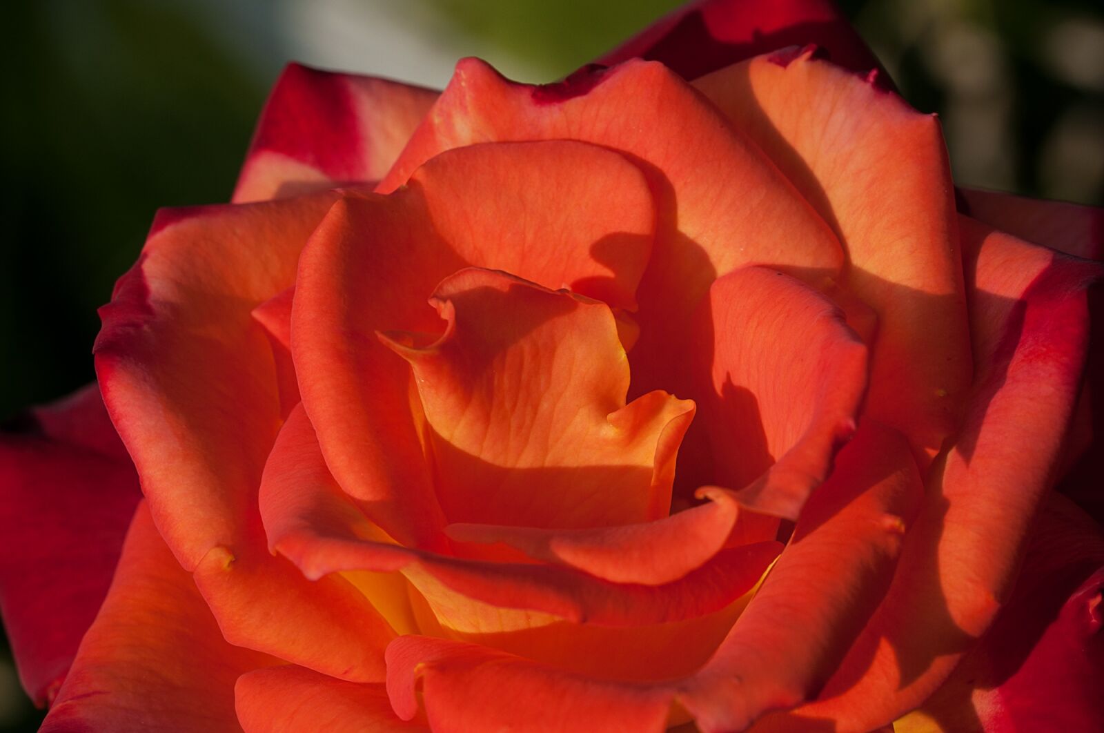 Nikon D90 sample photo. Rose, flower, orange photography