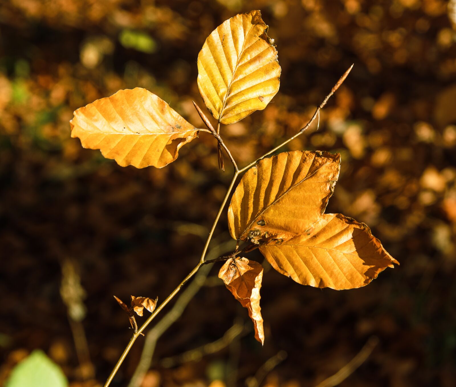 Canon EOS 80D sample photo. Leaves, branch, autumn photography