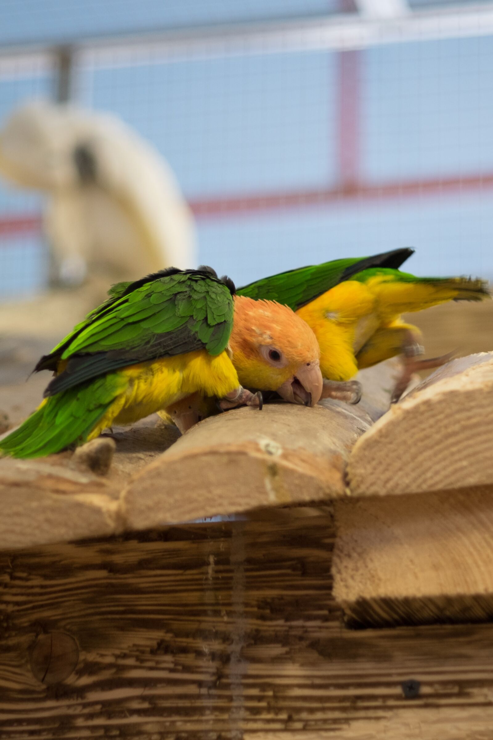 Fujifilm X-T10 sample photo. Parrot, bird, nature photography